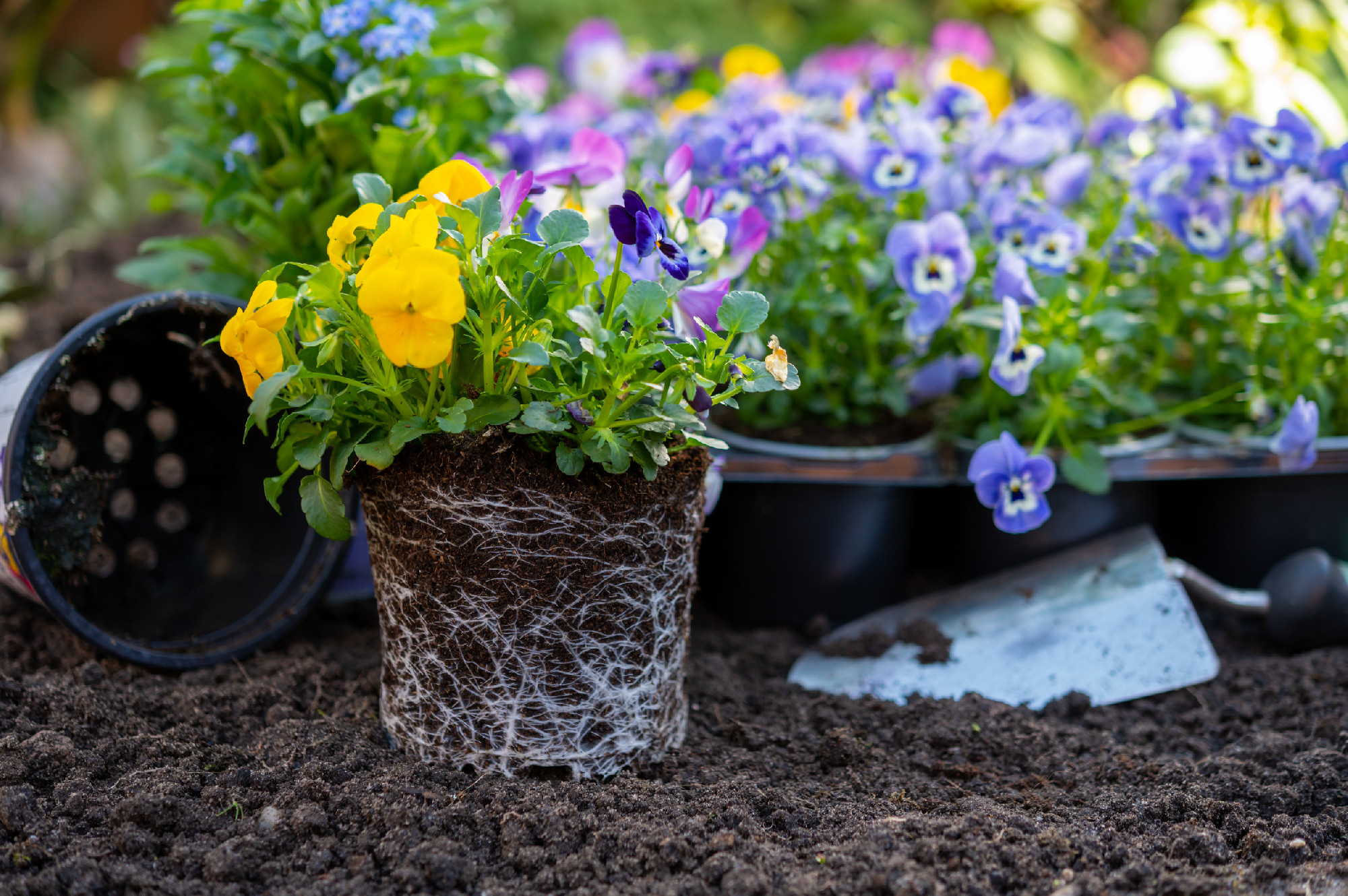 Spring garden works, ready for planting in soil ornamental color