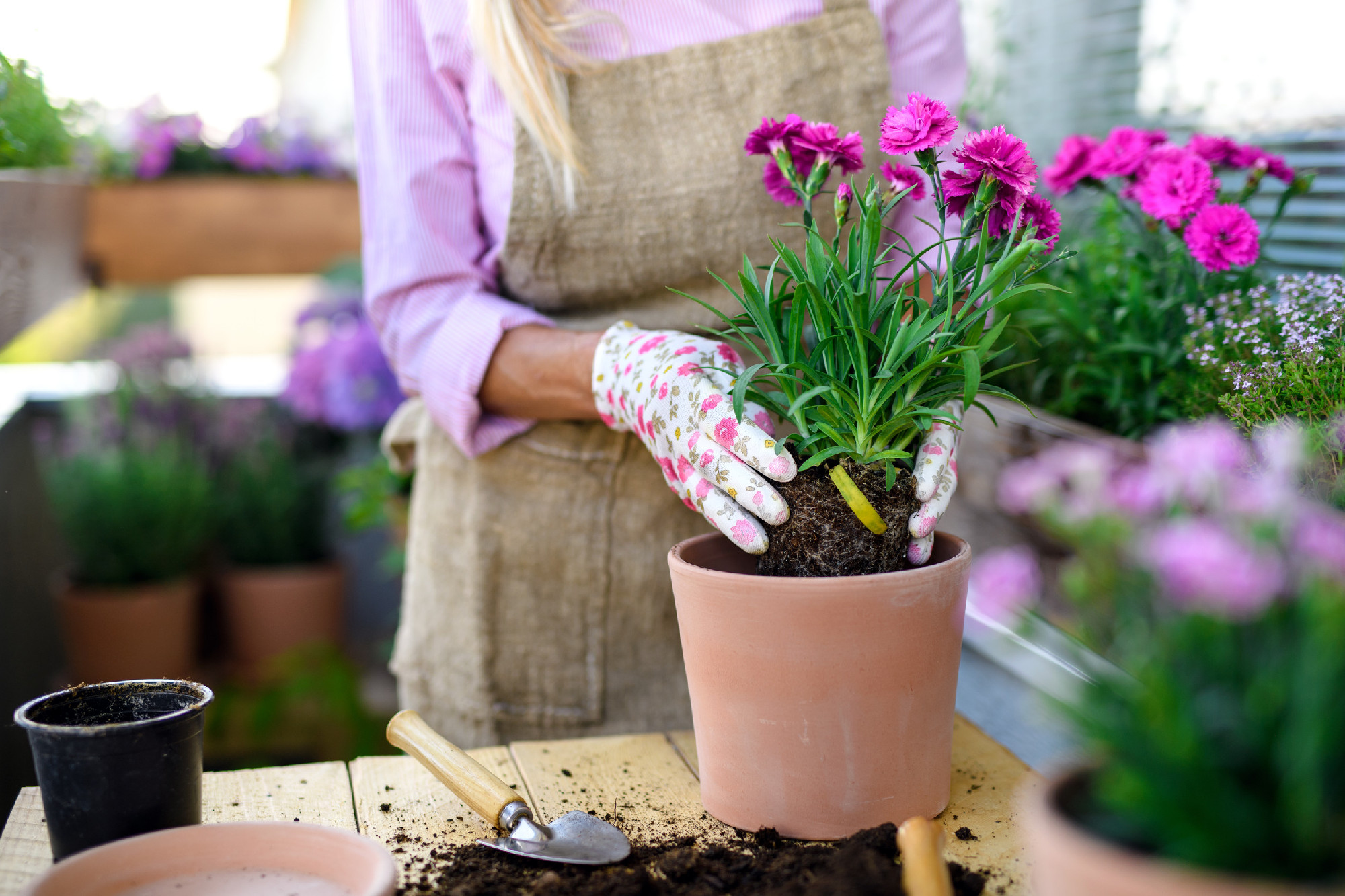 Unrecognizable senior woman gardening on balcony in summer, planting flowers.