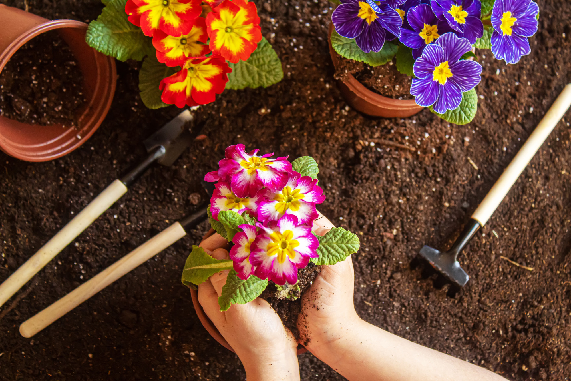 A little girl is planting flowers. The young gardener. Selective focus.