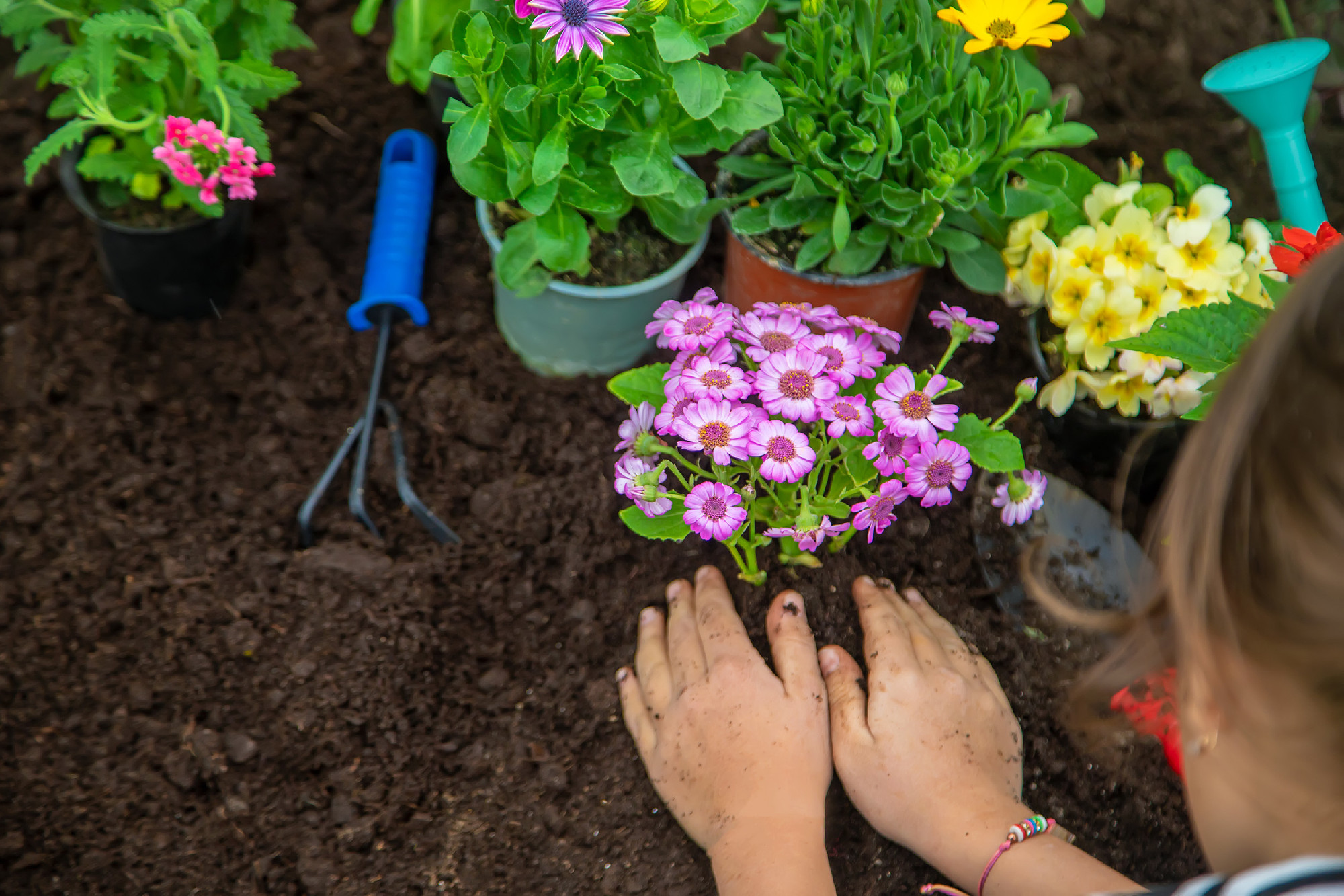 Plant flowers in the garden. Selective focus.
