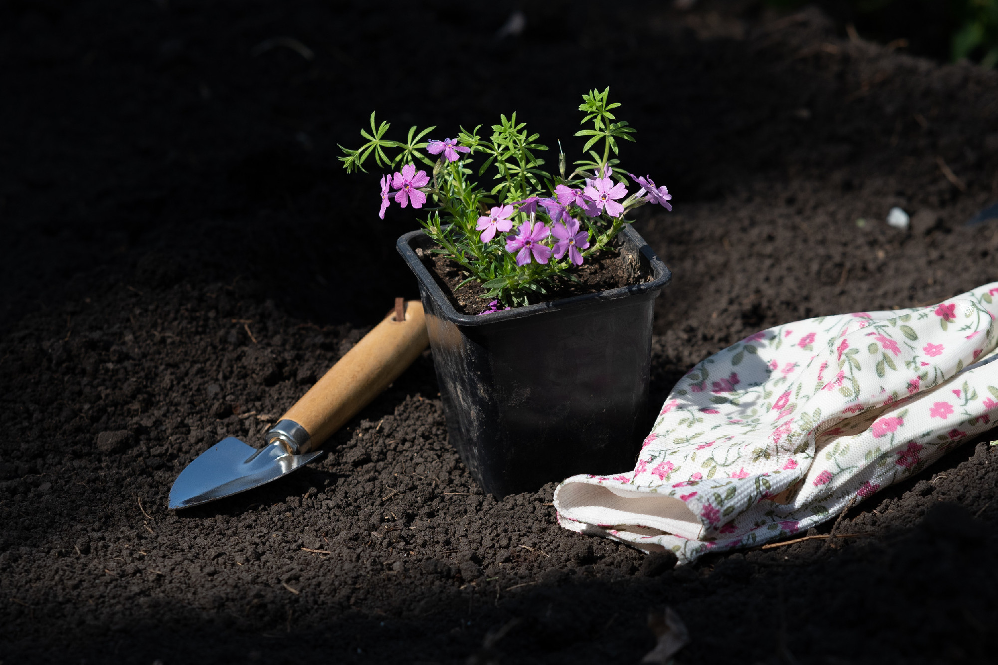 Cropped shot of woman in black gardening gloves holding Petunia flowers by roots to transplant it into ground in her garden on sunny summer day while working outdoors
