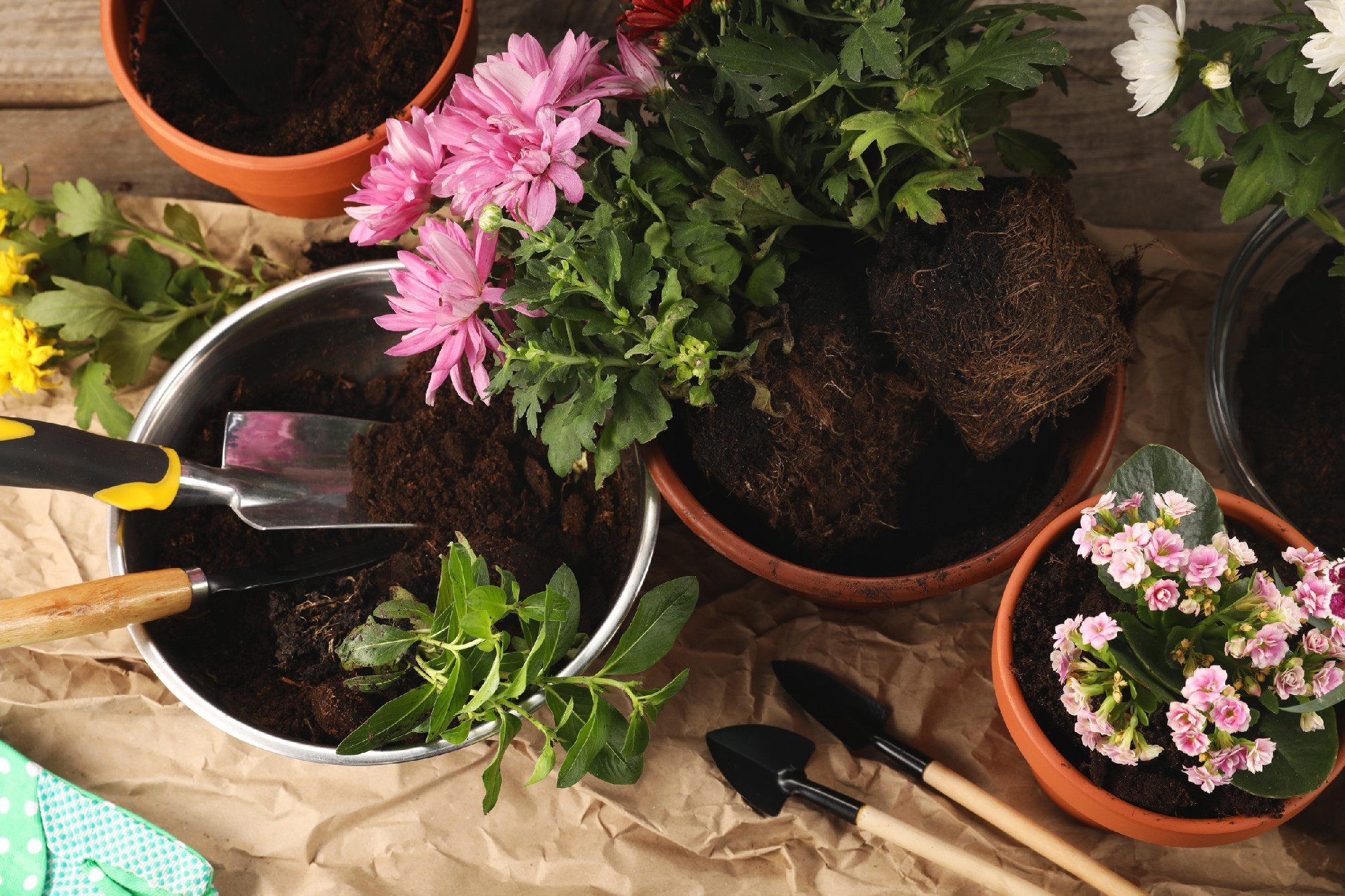 Different flowers in pots prepared for transplanting and gardeni