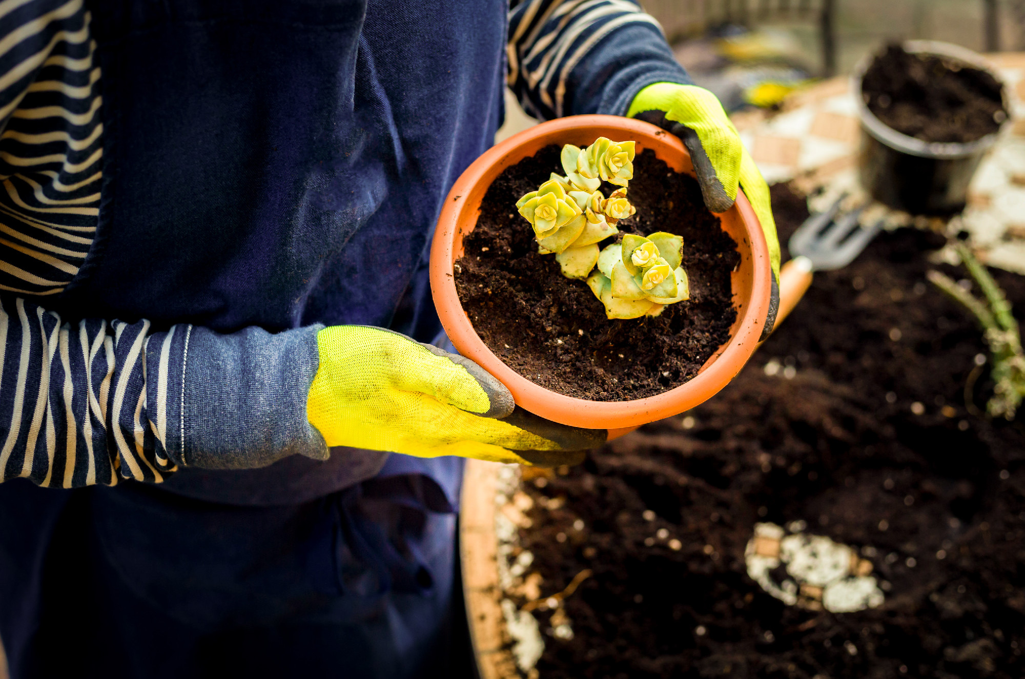 A man in rubber gloves grows a small plant on the table in the g