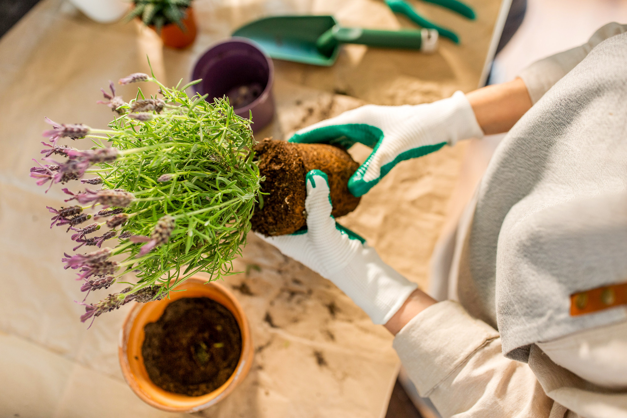 close up of woman planting pot flowers at home
