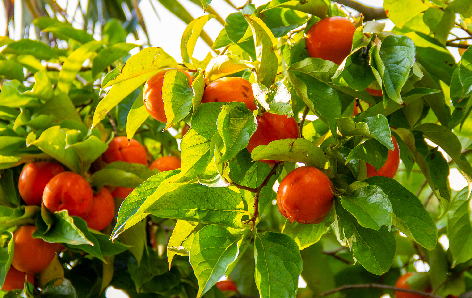 Persimmon tree and beautiful green leaves. Diospyros kaki, speci