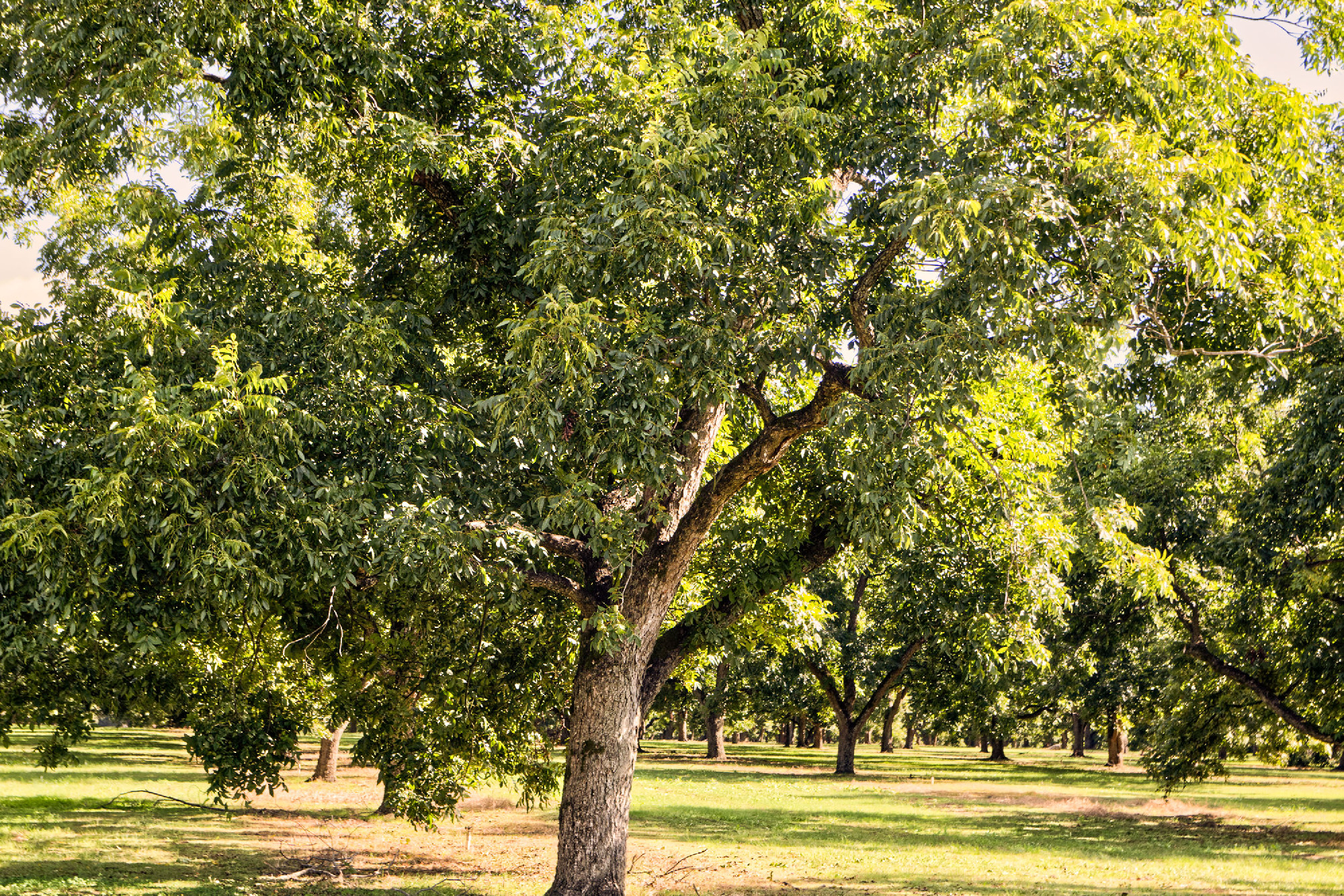 Close up Pecan tree orchard farm in rural Georgia
