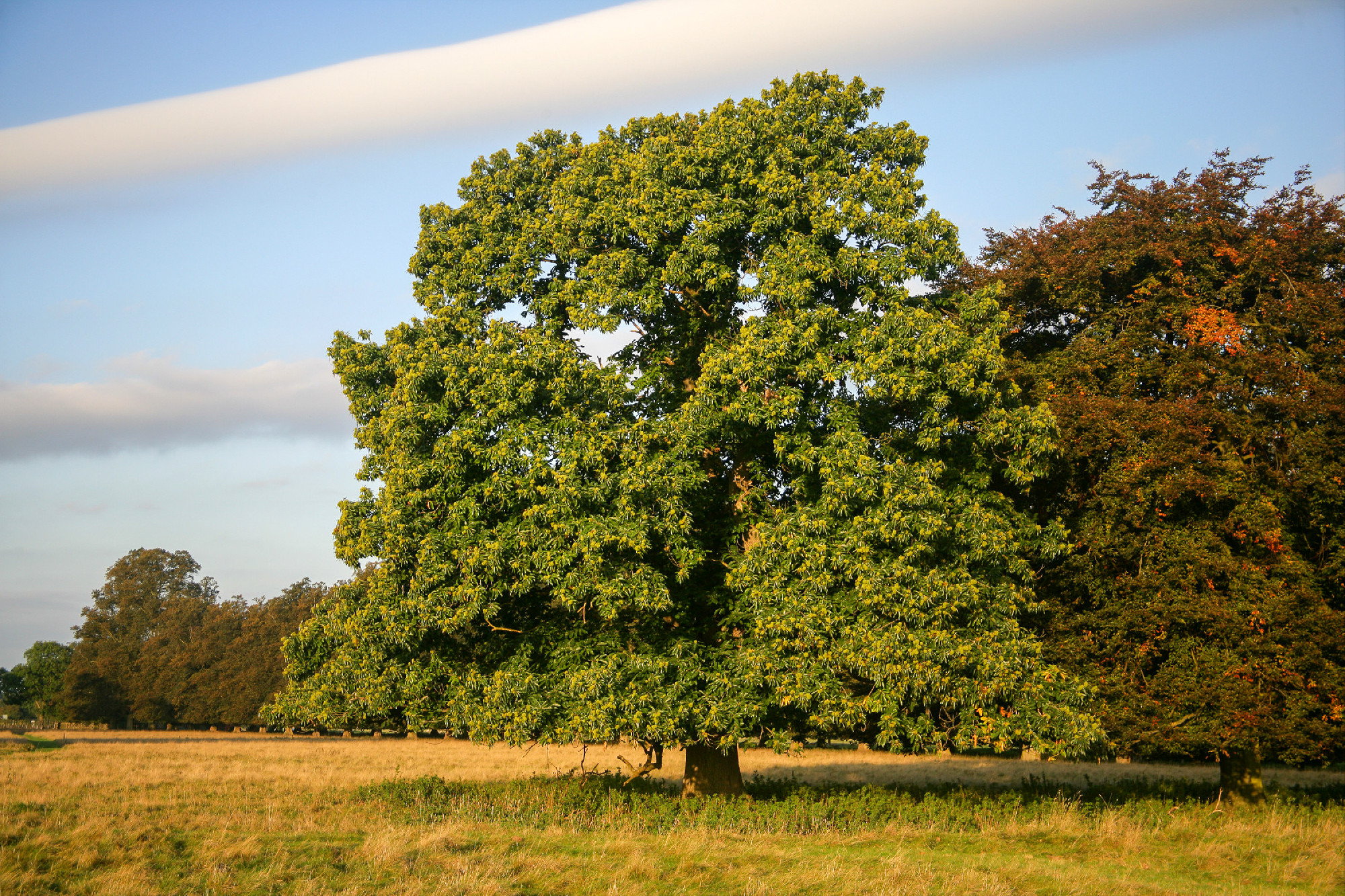 Sweet chestnut, Castanea sativa