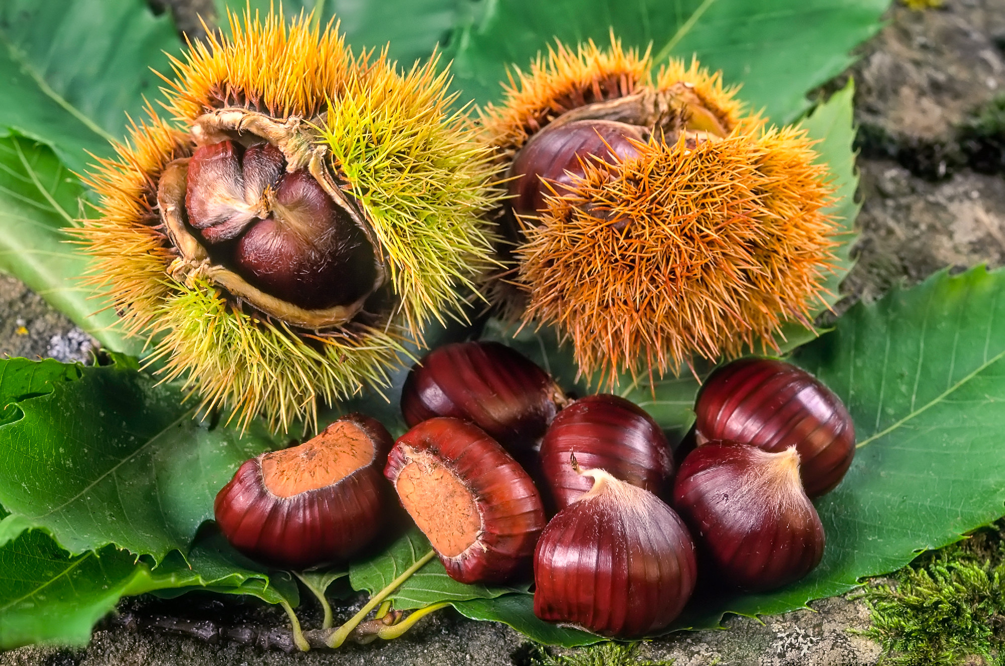 sweet chestnuts, fruit of chestnuts tree (Castanea sativa)