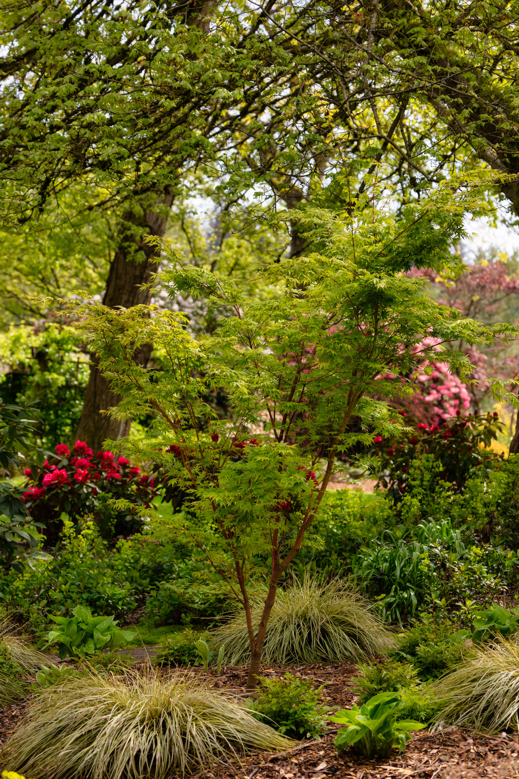Green Tree in a city park garden. Sunny Spring Day.