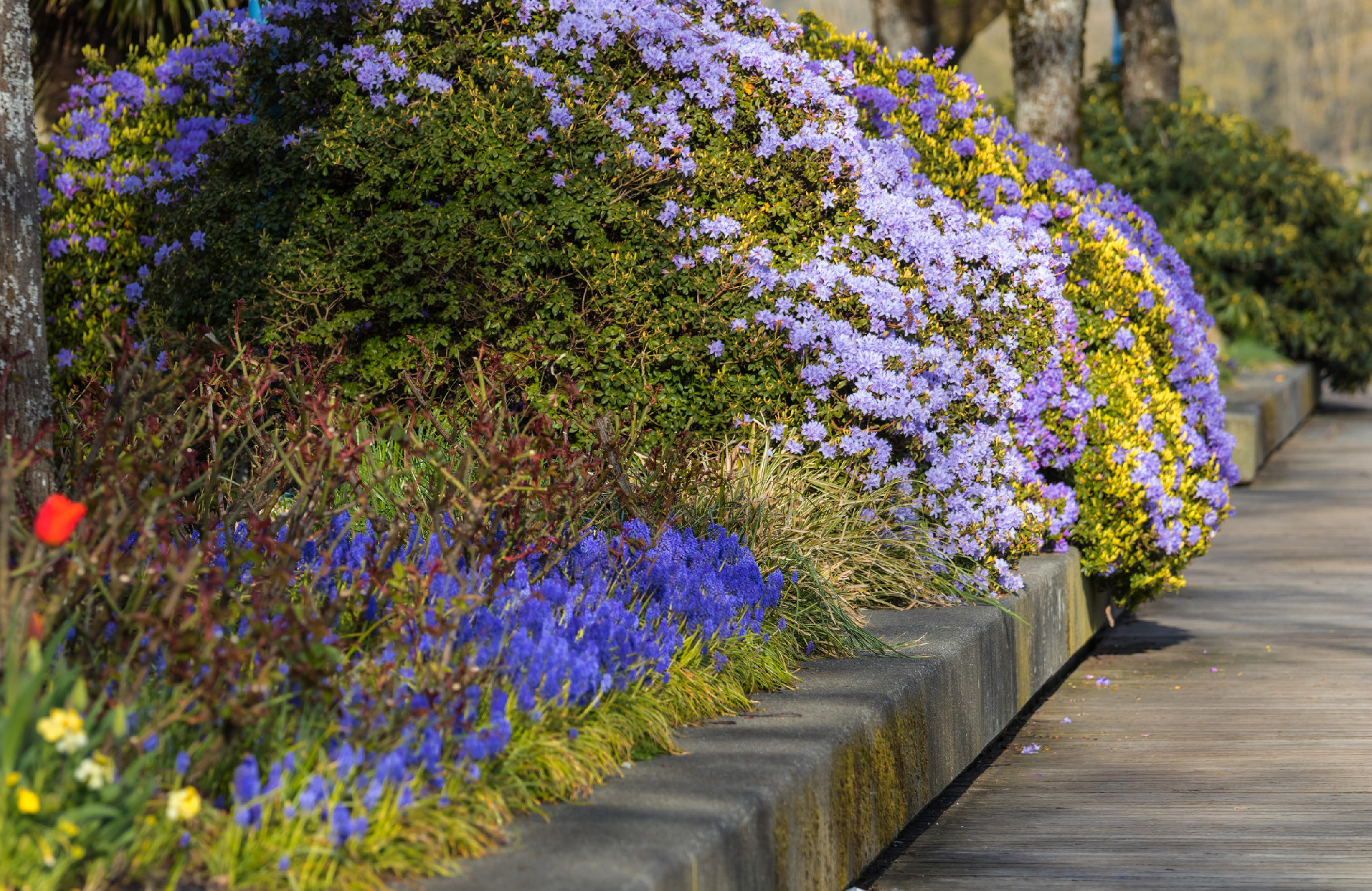 Spring garden