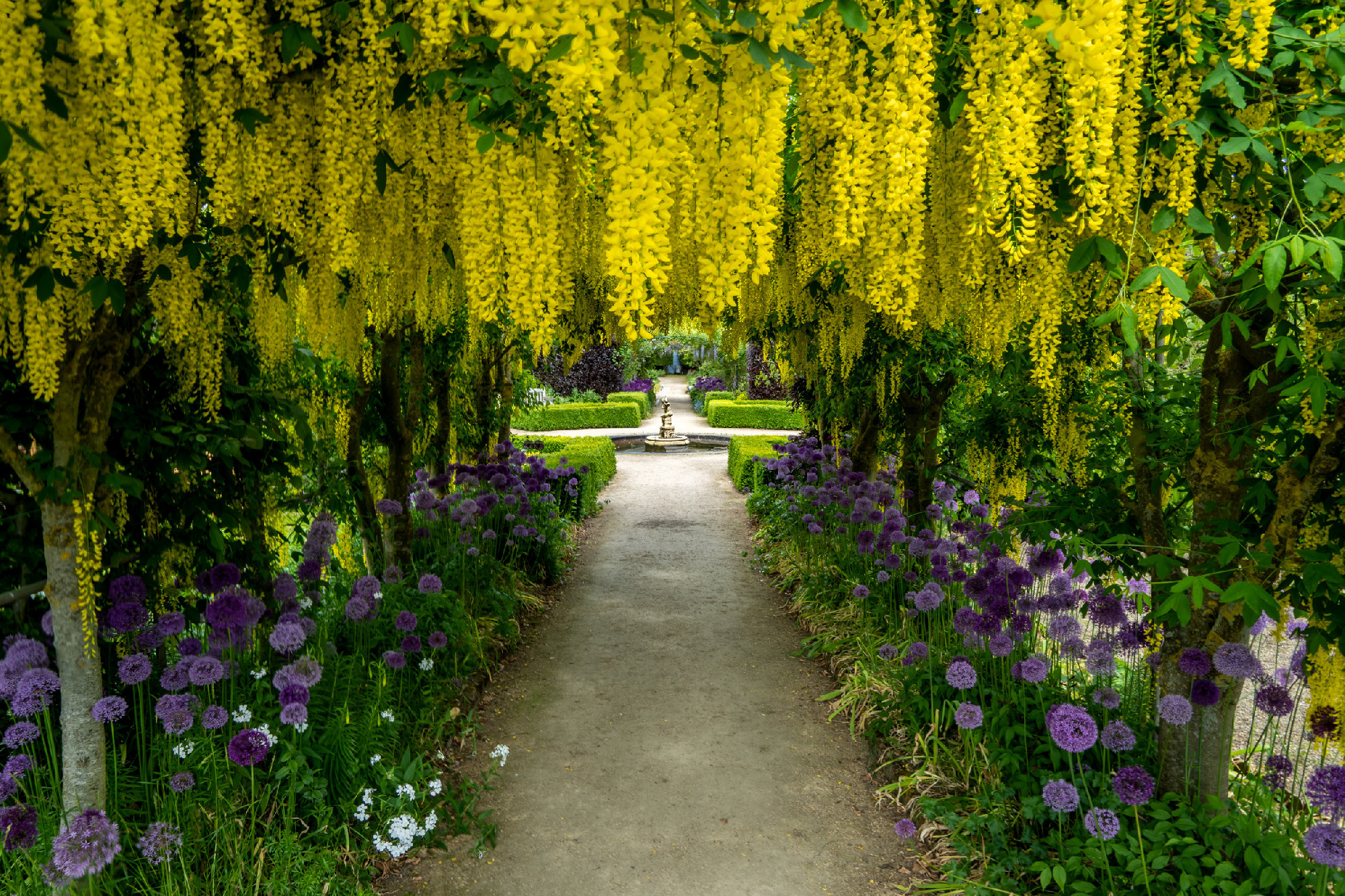 Beautiful yellow laburnum flowers forming a tunnel