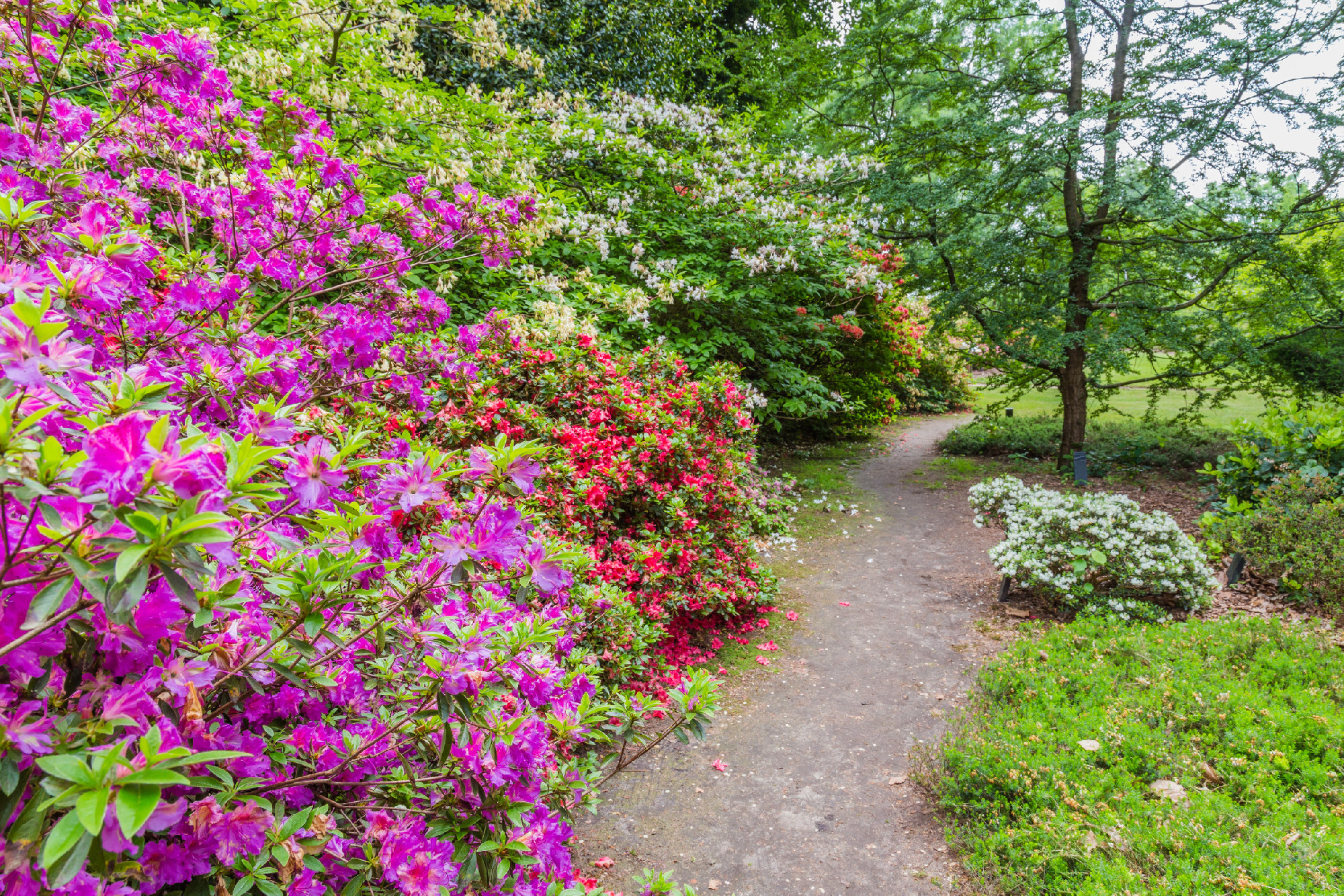 Rhododendron Flowers in a public park