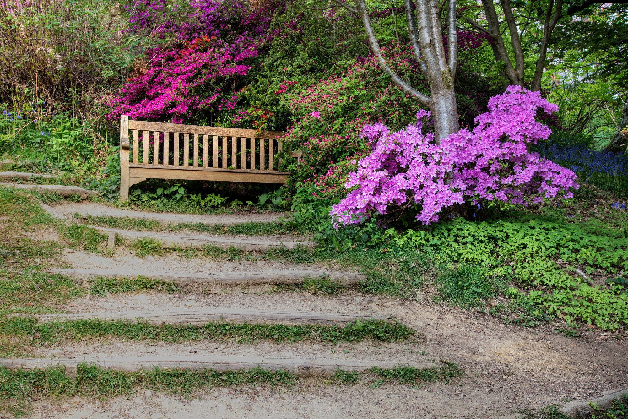 Beautiful vibrant landscape image of footpath border by Azalea f