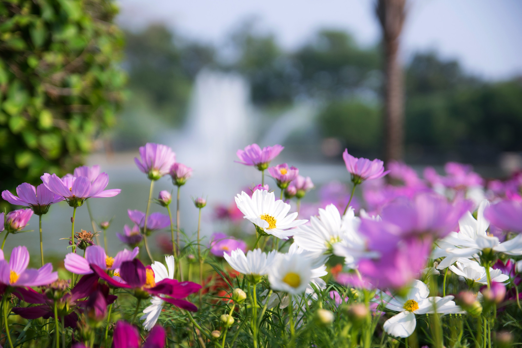 Cosmos flower