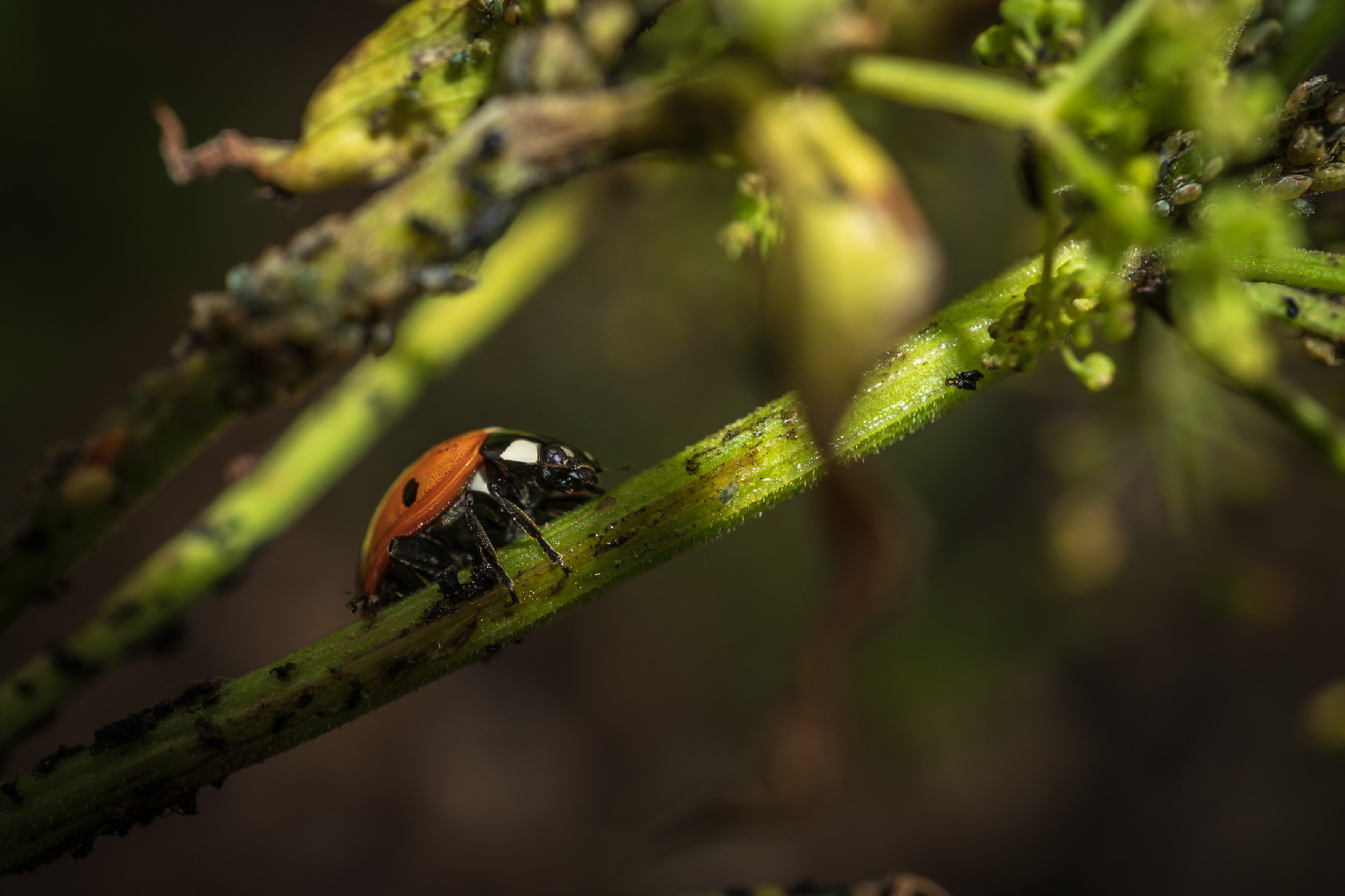 Ladybug on the plant