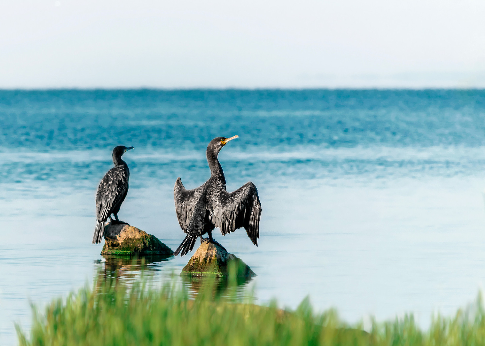 Two big black birds cormorants sit, spreading wings, on rocks on the water on a sunny summer day. Ukraine, Kakhovka Reservoir Beautiful Natural Background