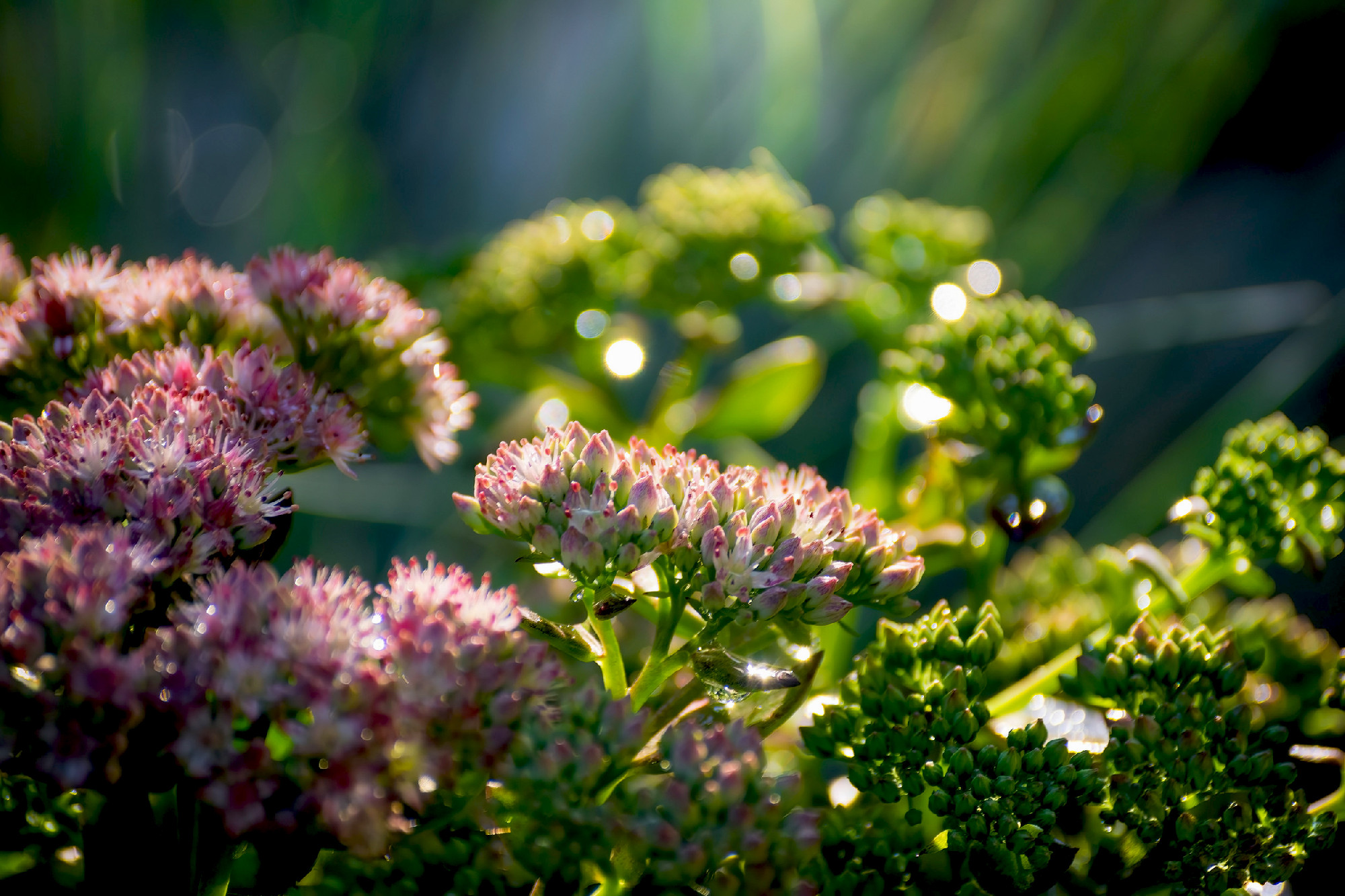 Blooming pink spirea on a spring