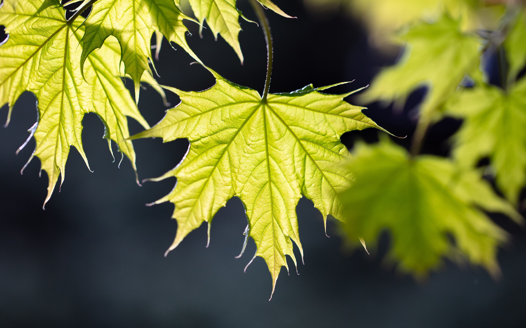 Young leaves on a maple tree in spring.