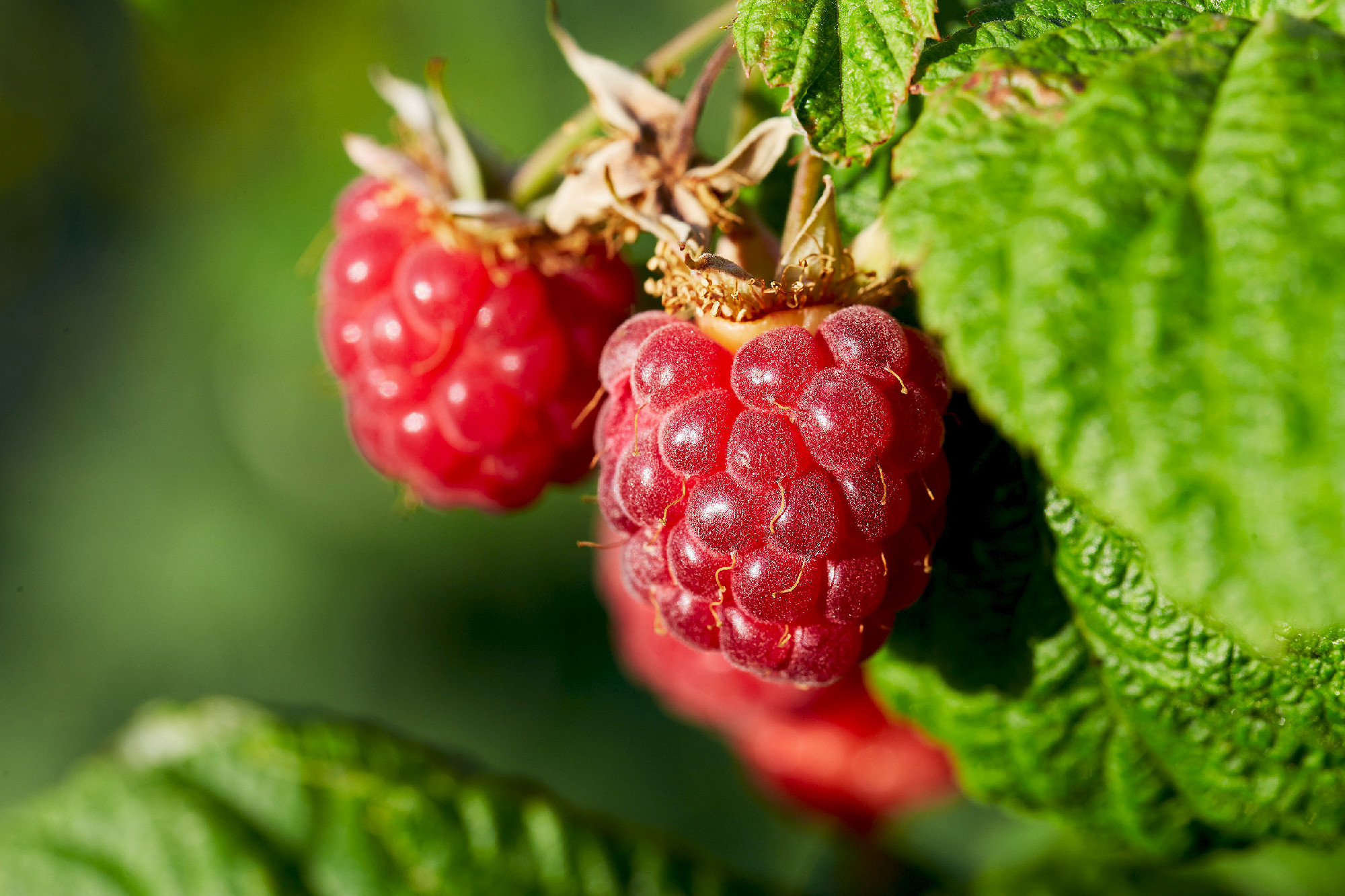 Close up of ripe red raspberries