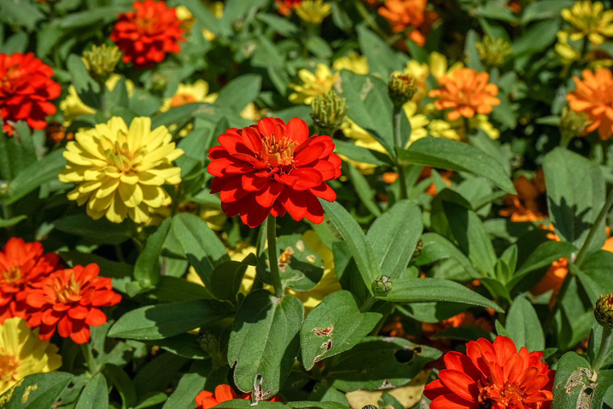 colorful flowers in garden