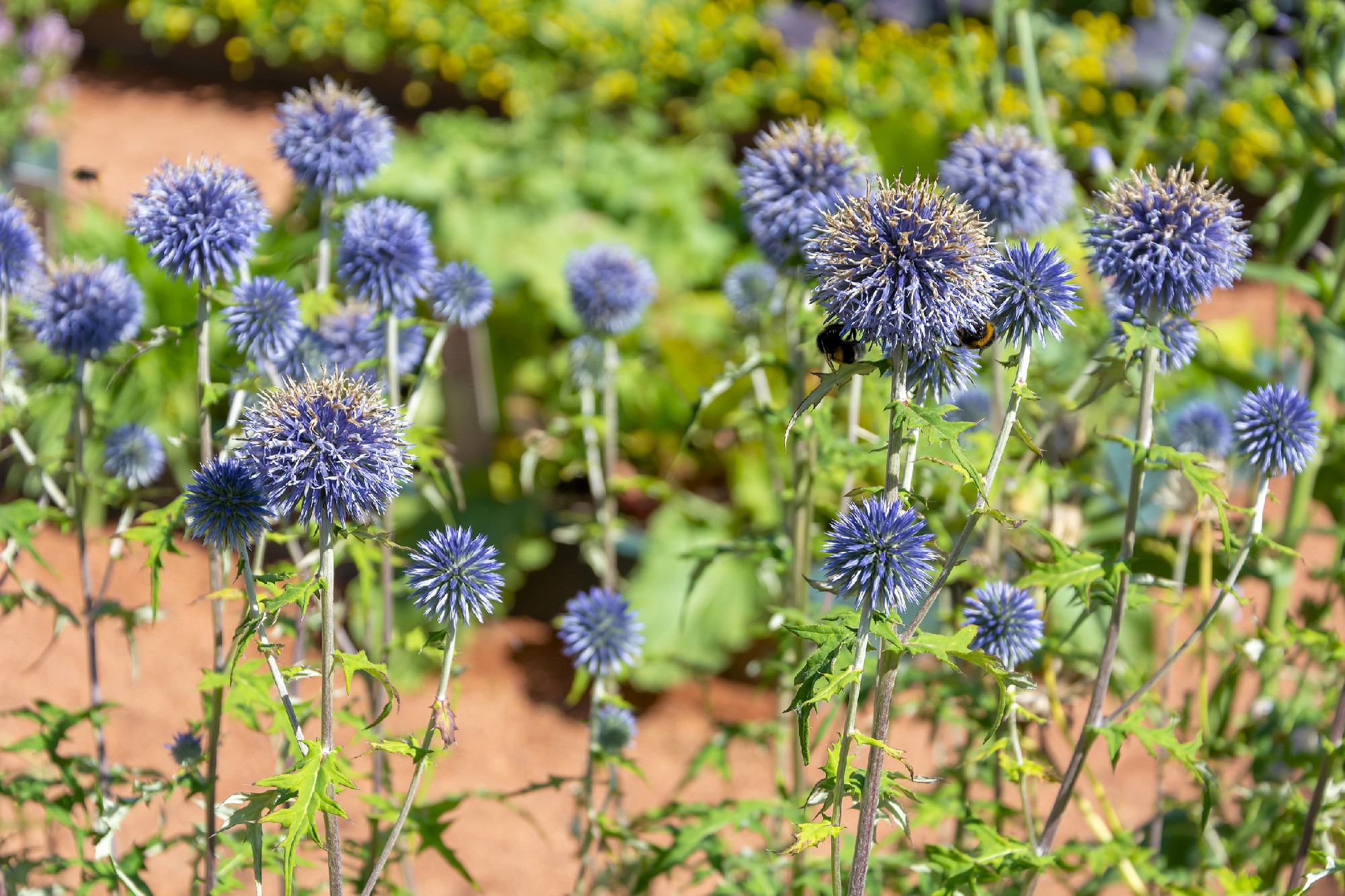 The garden form of thistle, Carduus, spherical inflorescences