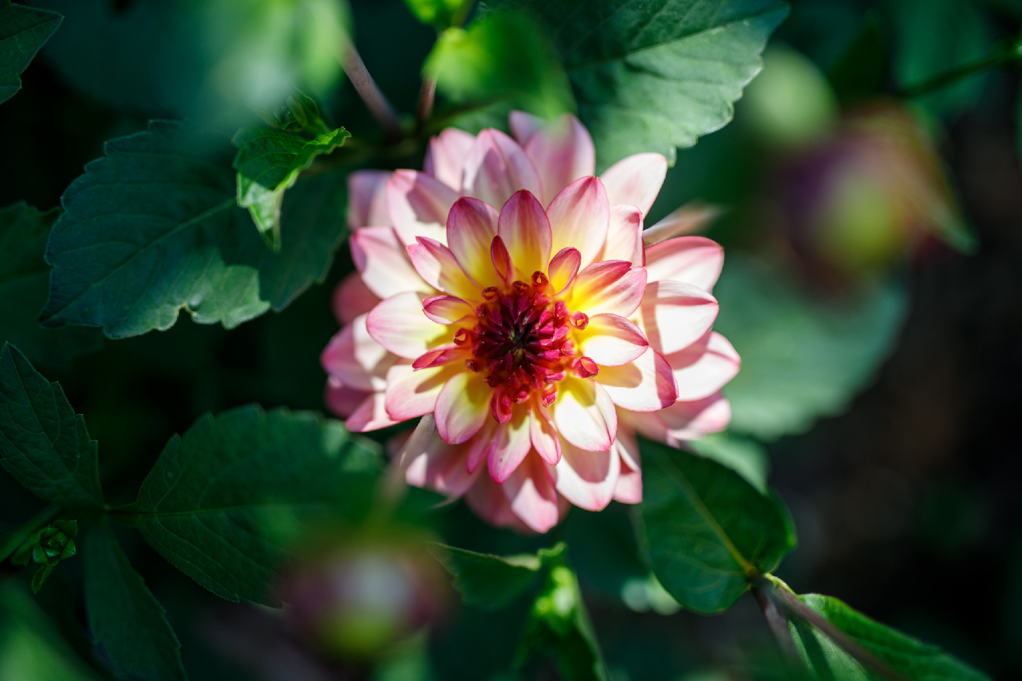 Pink dahlia flower in real garden. Shallow depth of field