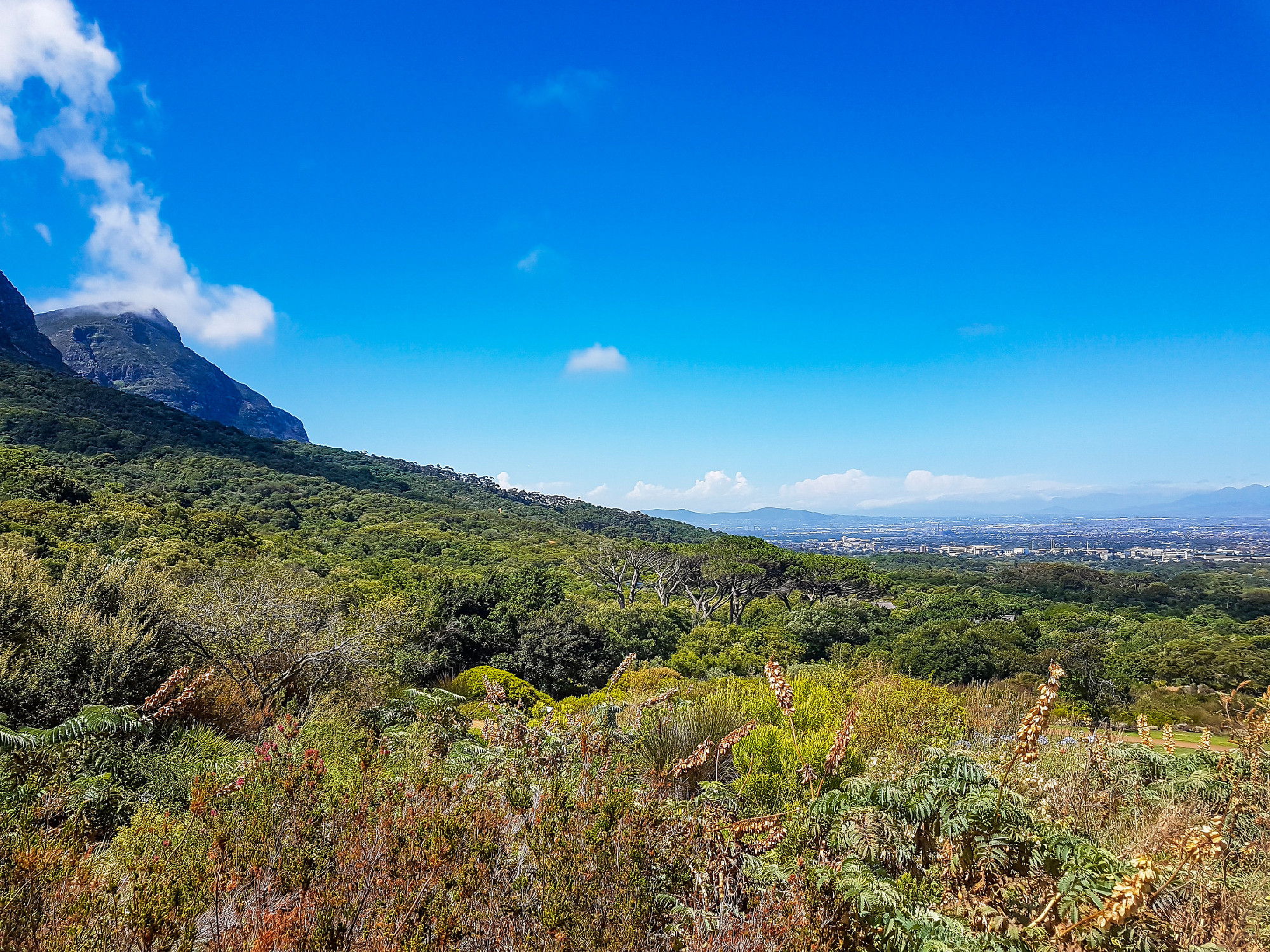 Panoramic view of Cape Town and nature, Kirstenbosch.