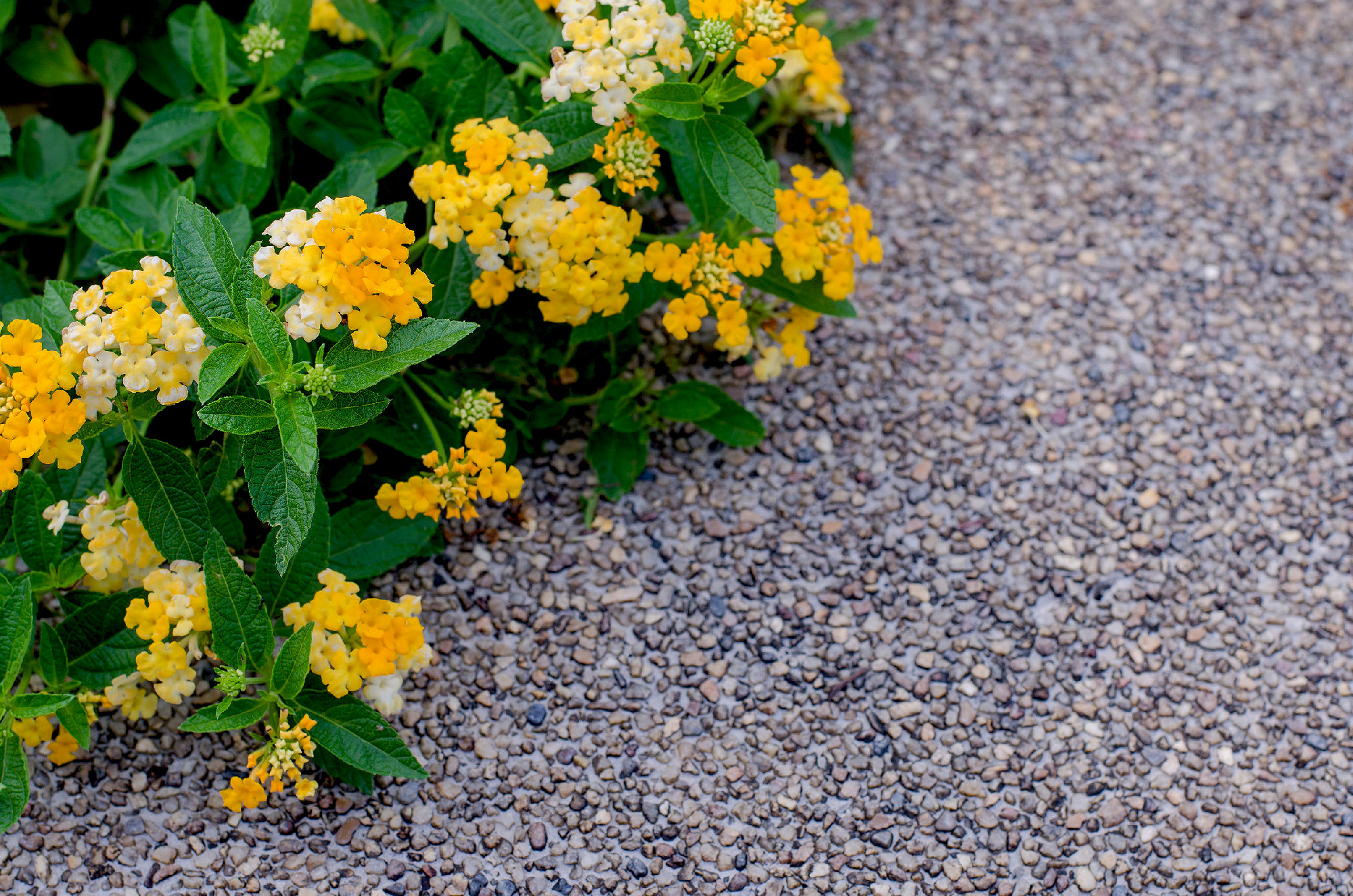 Yellow Flowers On Pathway