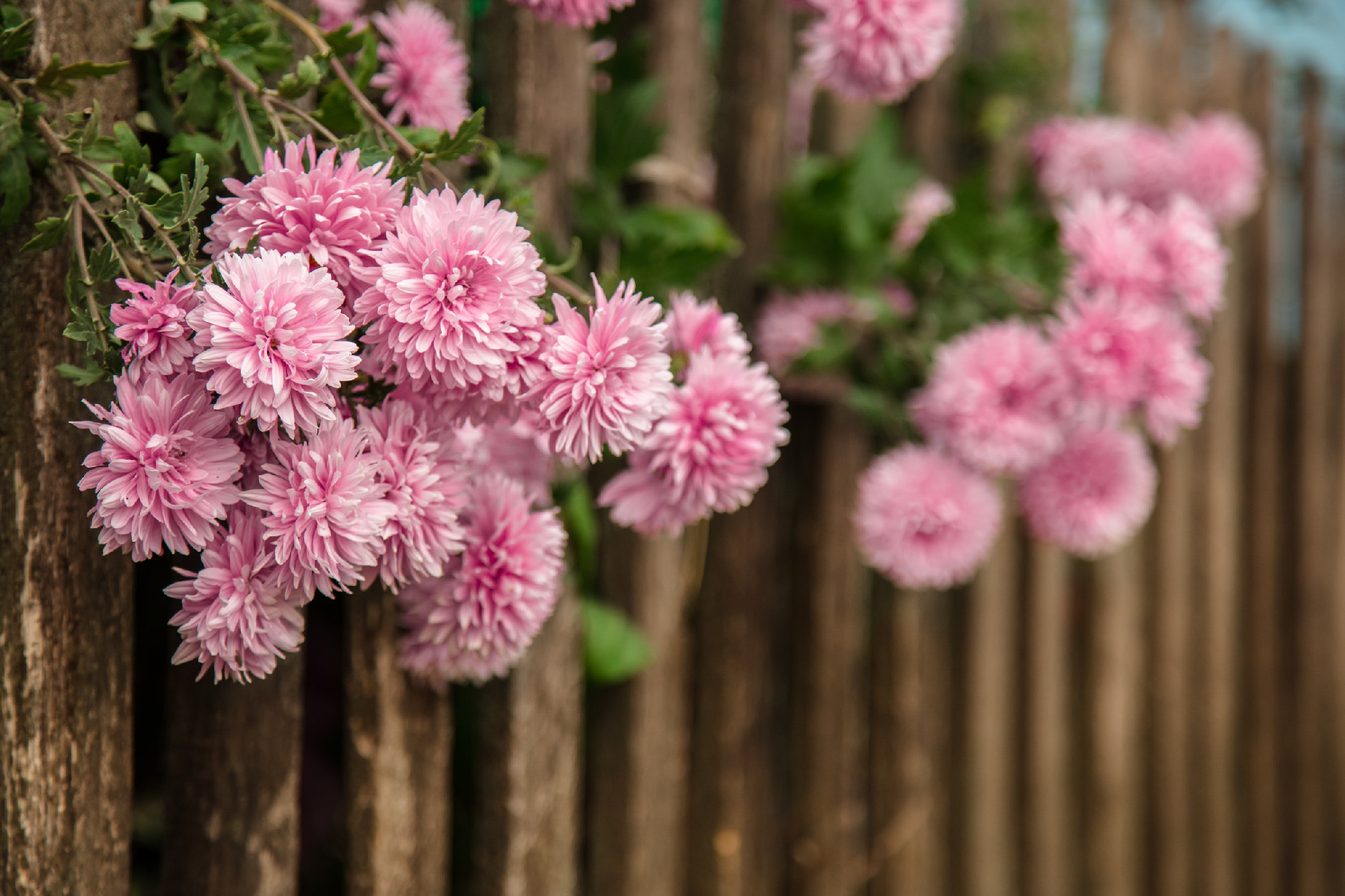Autumn flowers in the garden, beautiful chrysanthemums. Gardening.