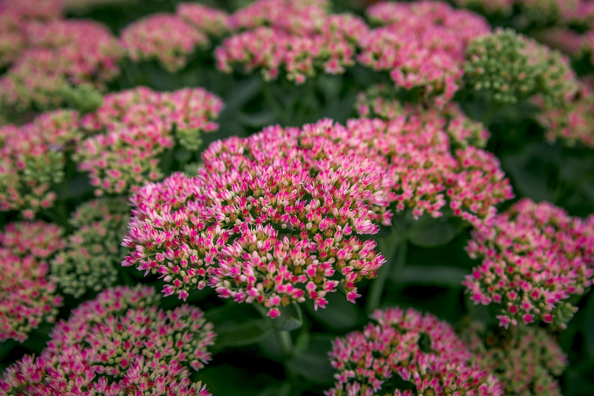 Pink Sedum in the garden in the backyard of the house