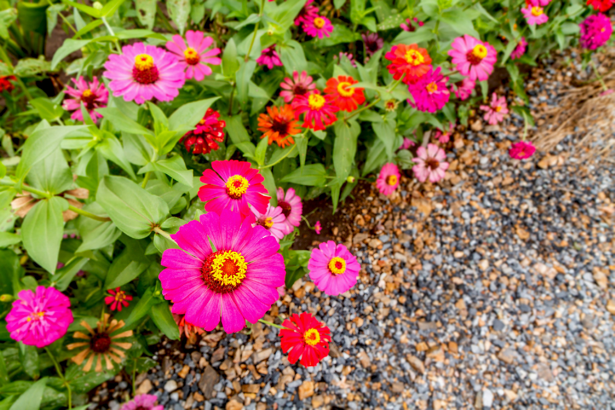 pink gerbera