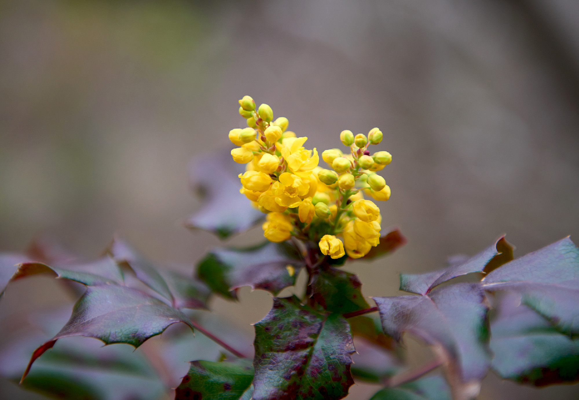 Delicate spring yellow the first flowers , nature