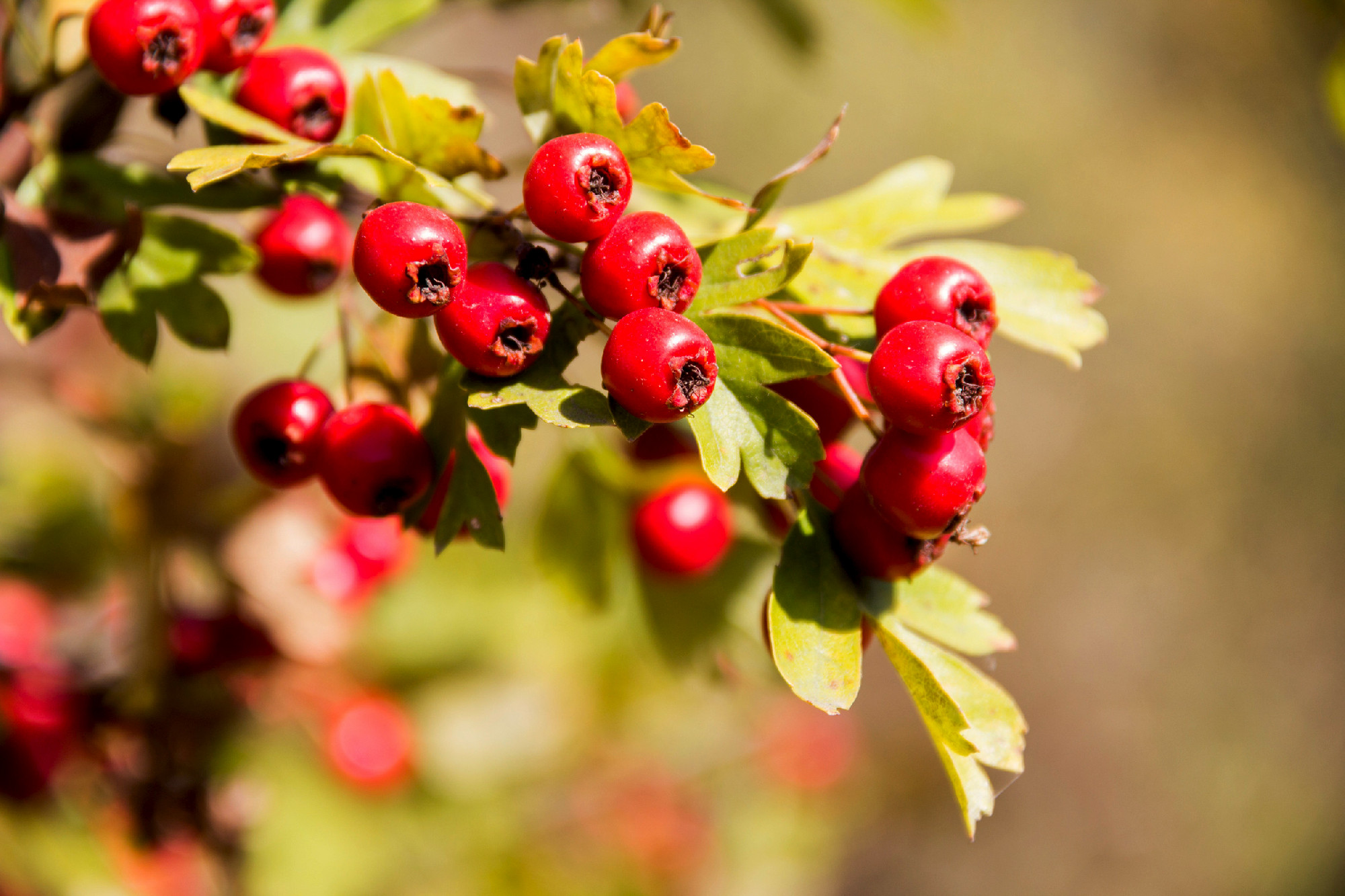 hawthorn (crataegus monogyna)