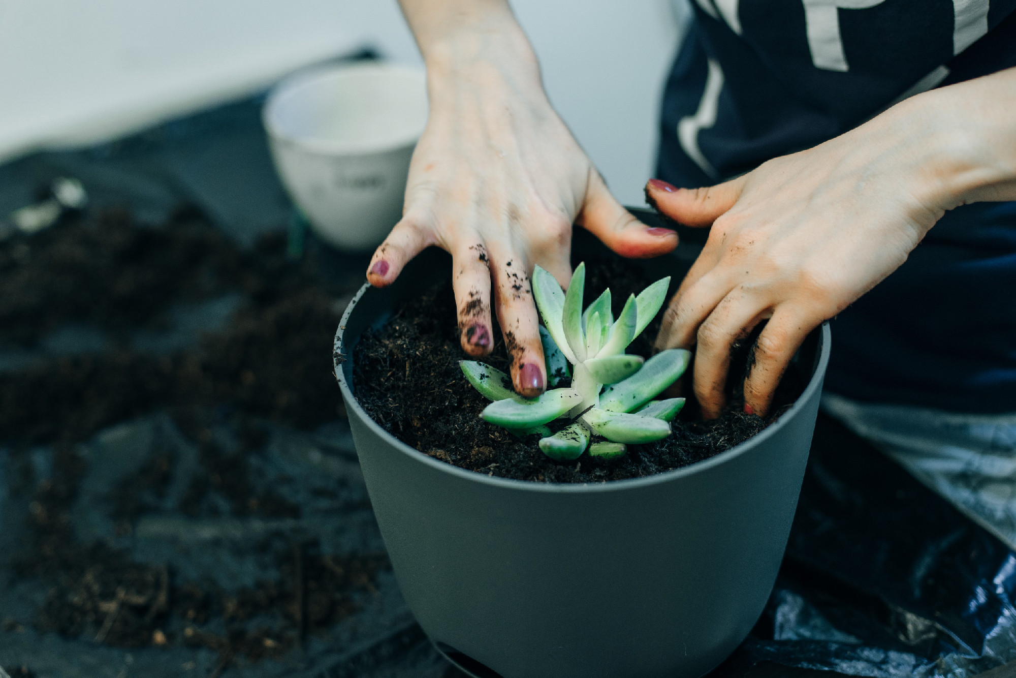 Gardeners hand planting flowers in pot with dirt or soil.