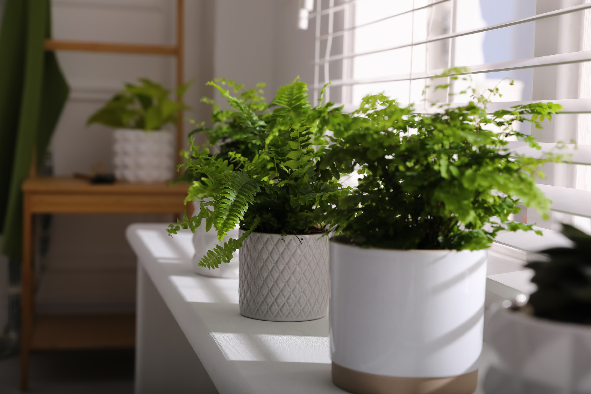 Beautiful fresh ferns in pots on window sill indoors. Space for 