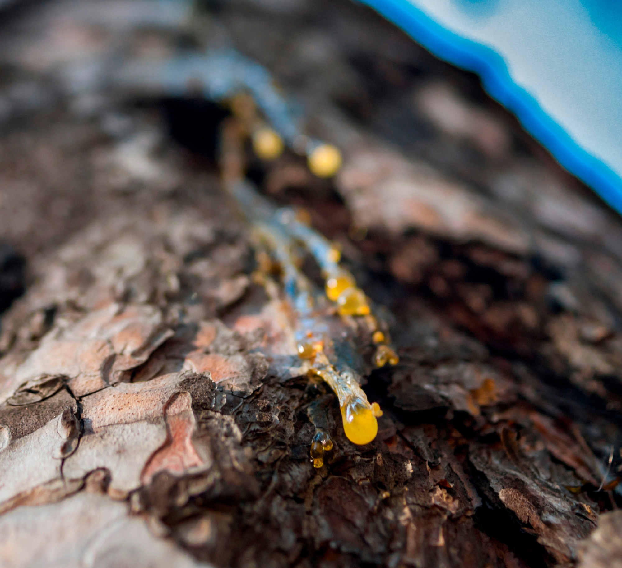 Organic life concept: leaking bright yellow drops of pine tar, resin, with a spider web on a dark tree bark background, sunny summer day