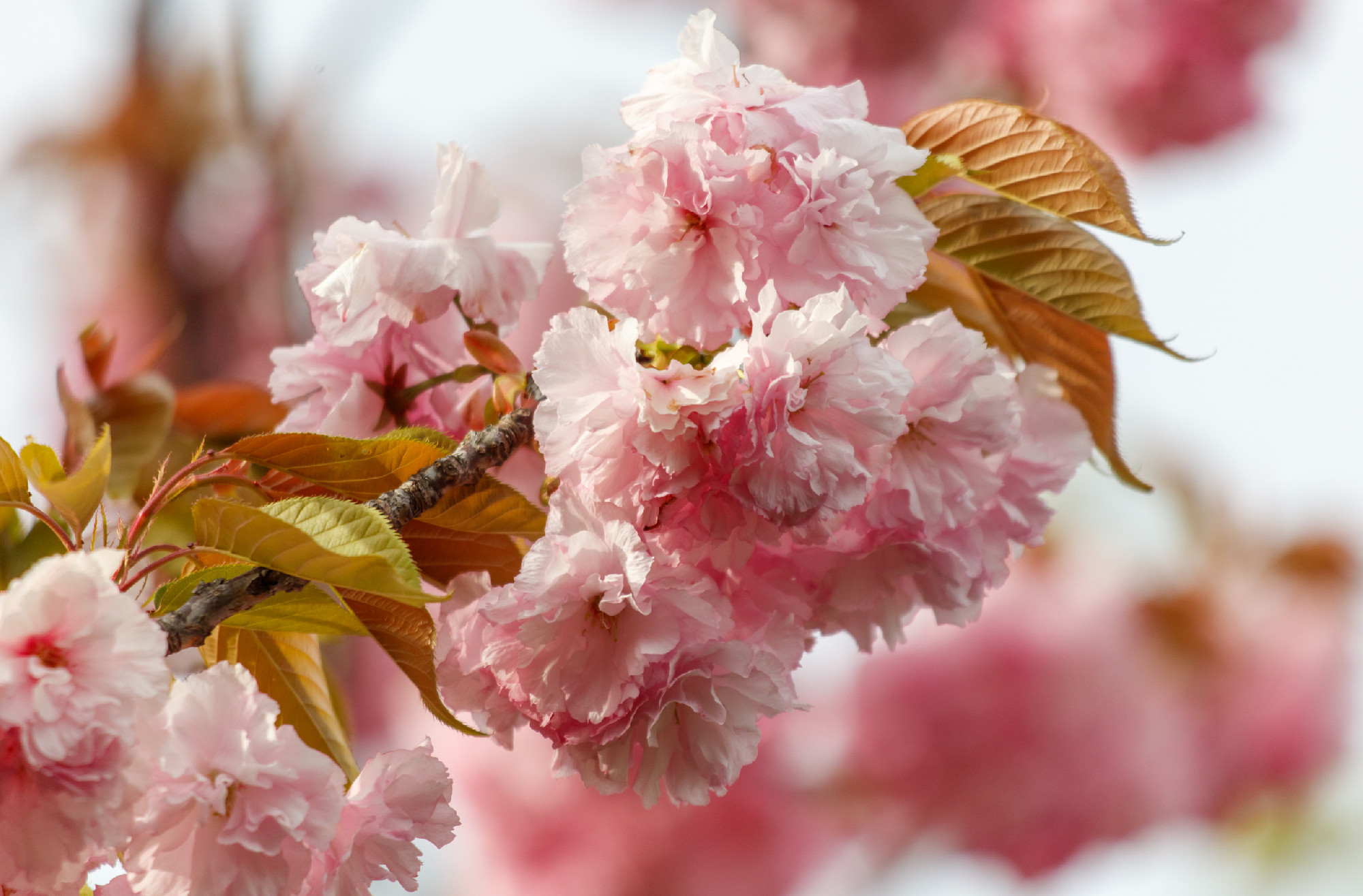 Pink flowers on a tree branch