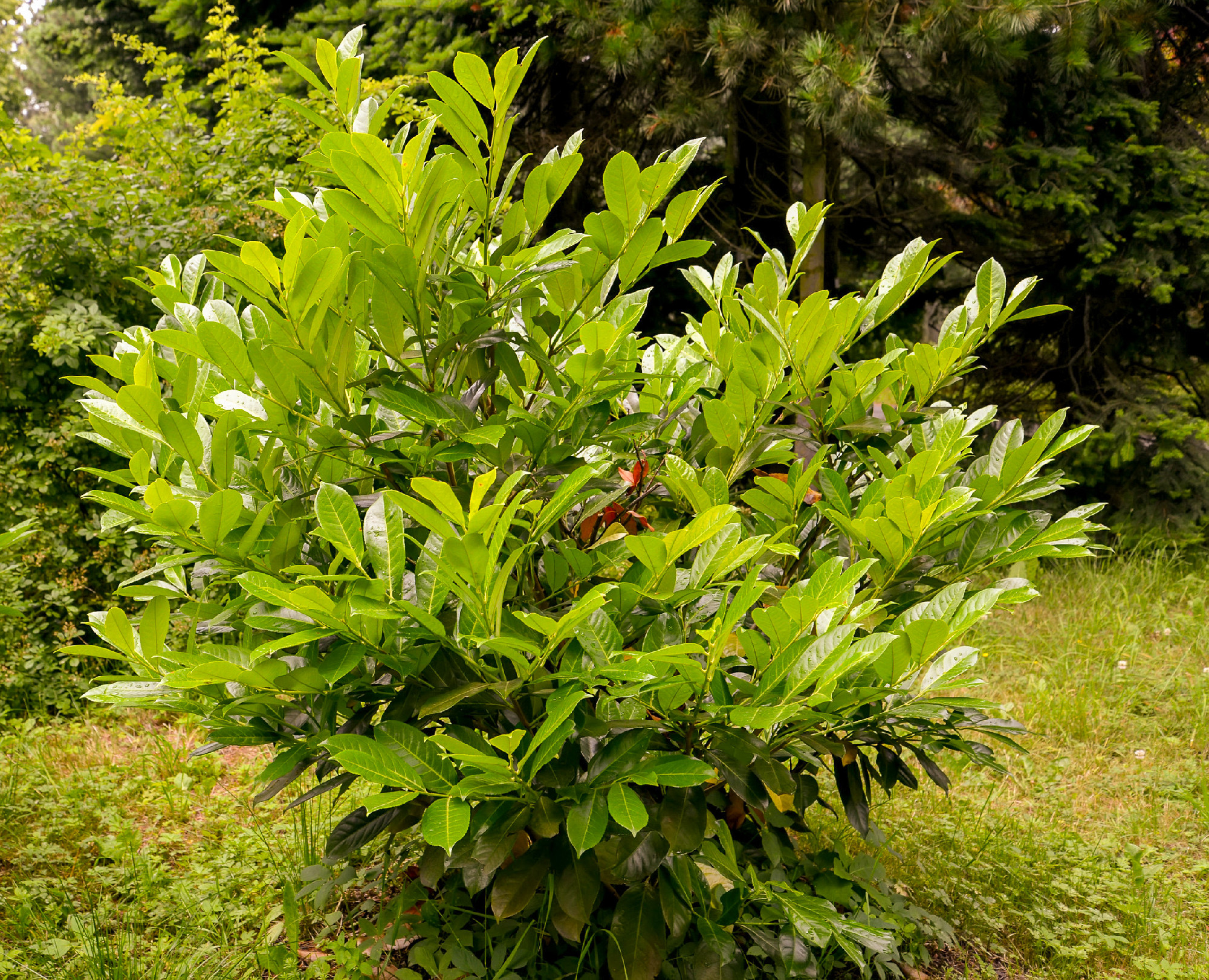 Cherry laurel medicinal (Laurocerasus officinalis M. Roem.)