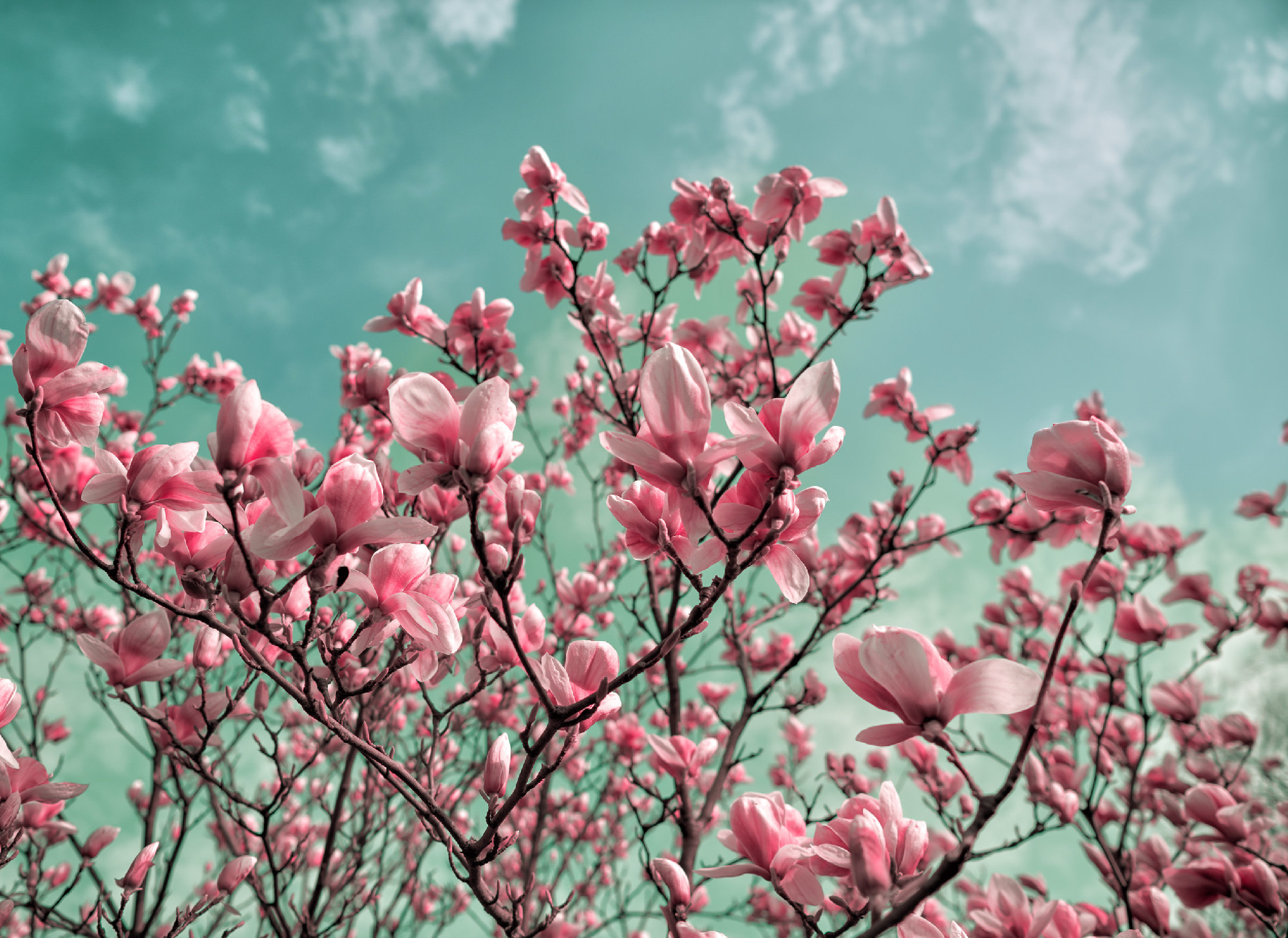 Blossoming magnolia flowers in spring time
