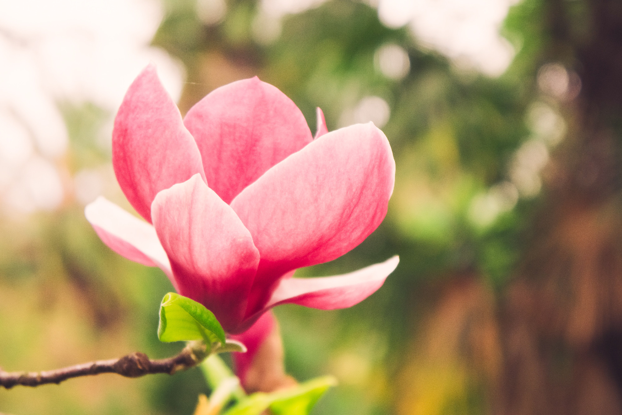 Pink Magnolia flower on blurred background.