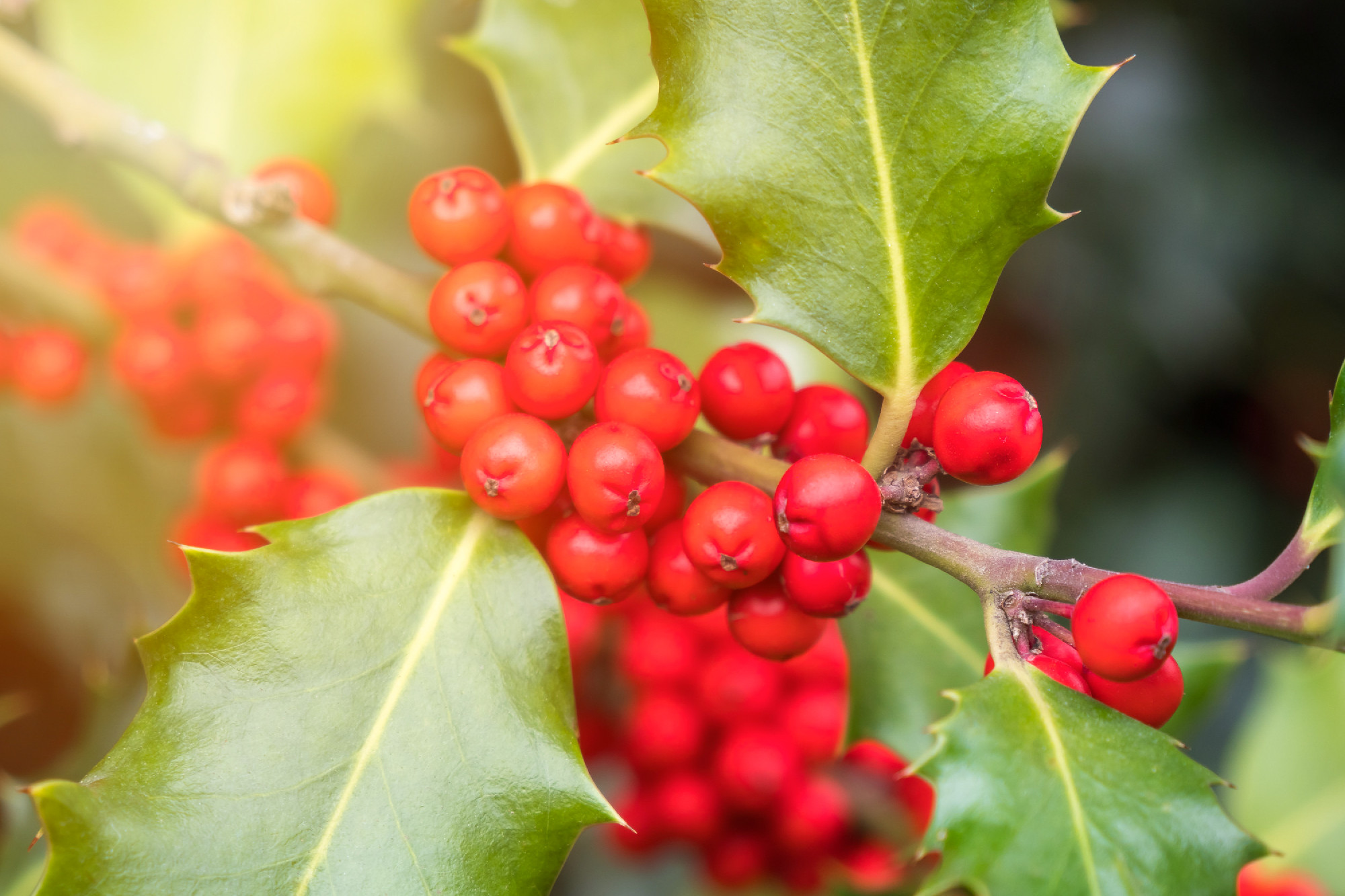 Holly green foliage with matures red berries. Ilex aquifolium or