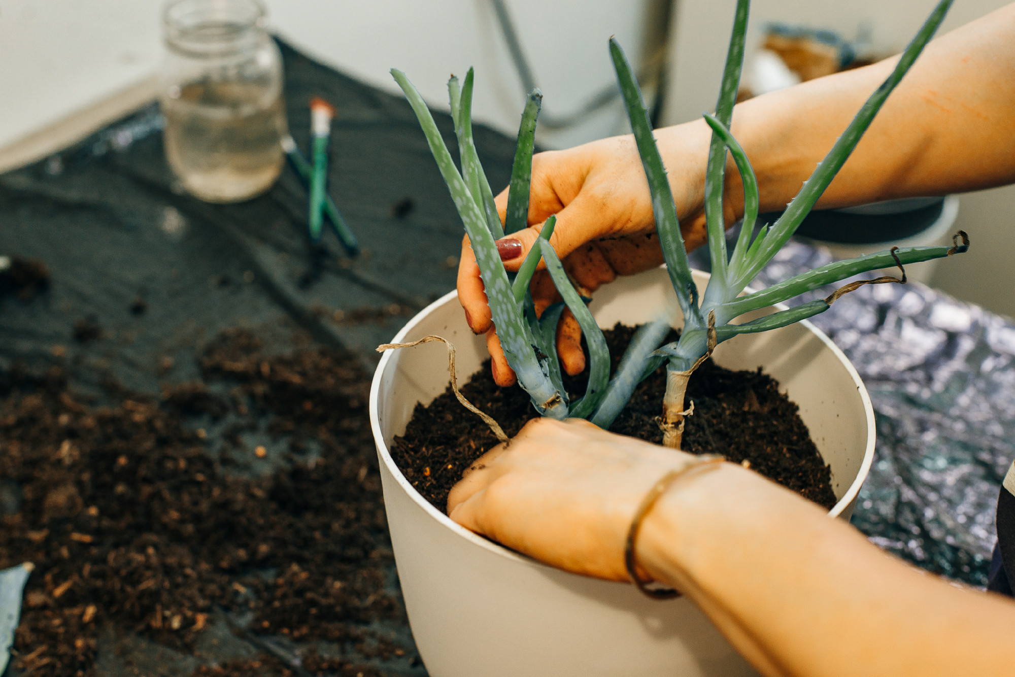 Gardeners hand planting flowers in pot with dirt or soil.