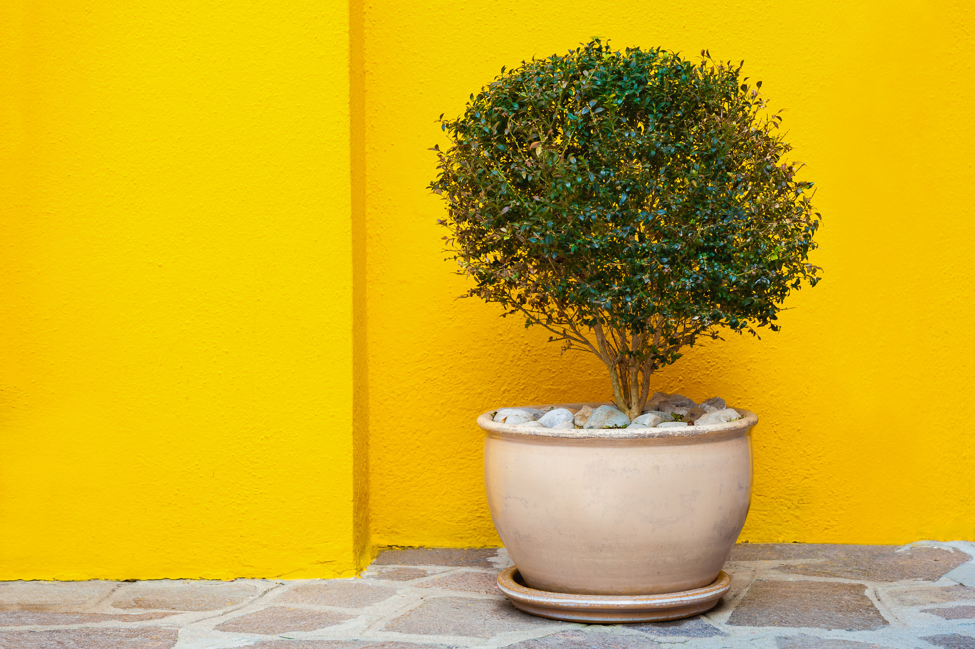 Flower in the pot near the yellow wall of the house. 