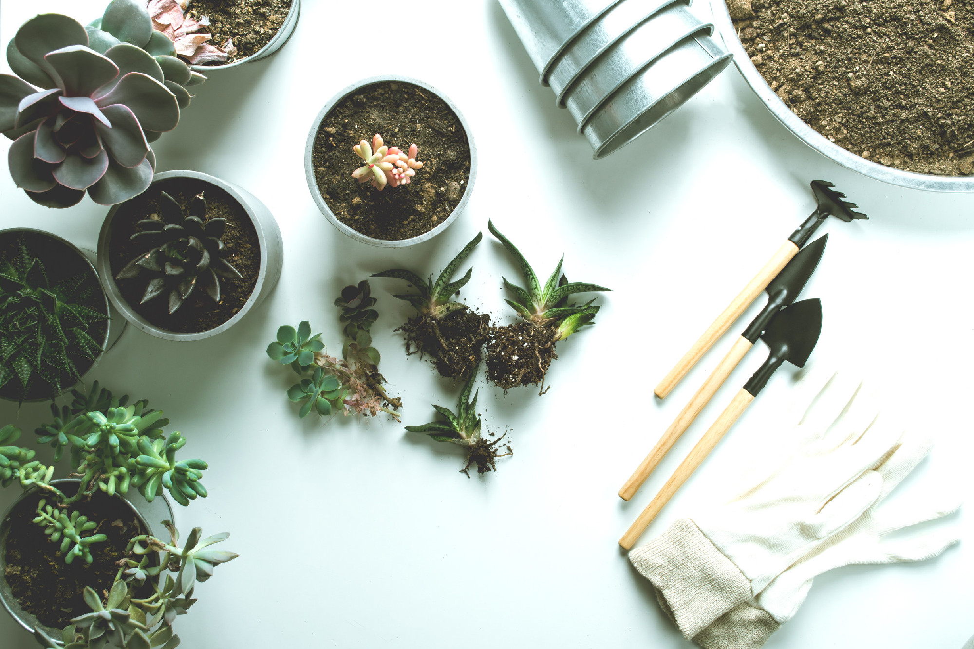planting of succulents