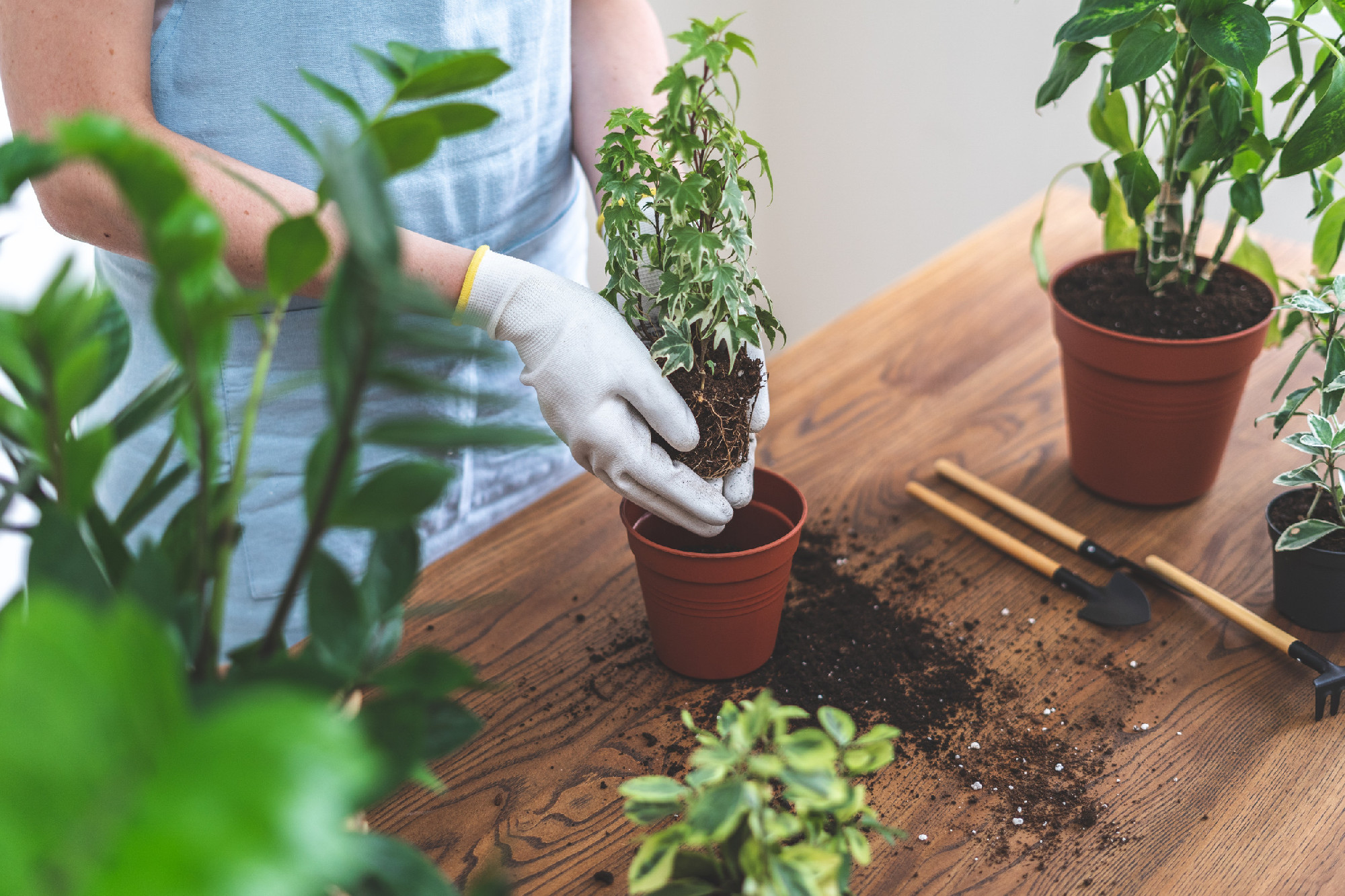 Gardener woman replant green plant at home