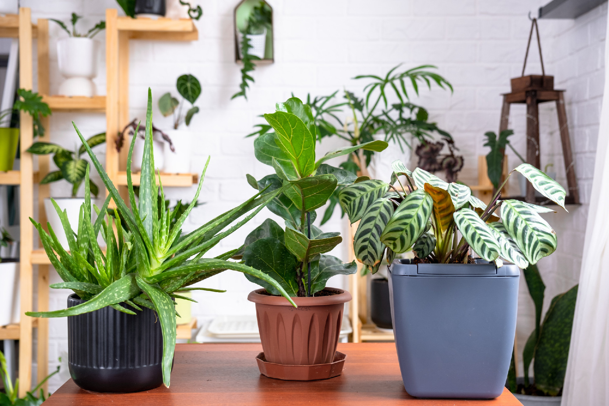 Group of popular indoor plants on the table in the interior: Cal