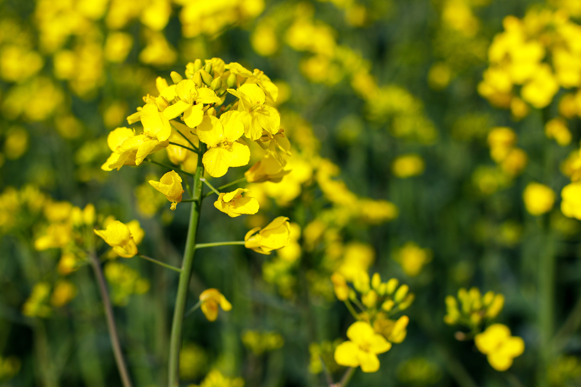 Golden Fields: A Serene View of Rapeseed Blooming in the Countryside