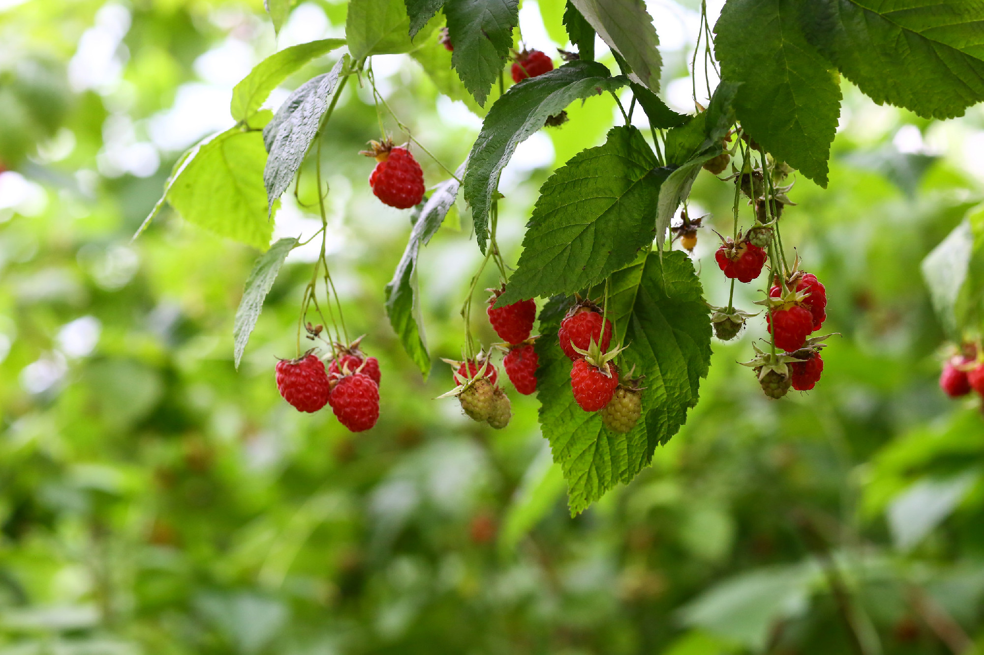 branch of ripe raspberries in a garden on green background. Seasonal harvest crop local produce concept. Authentic lifestyle image