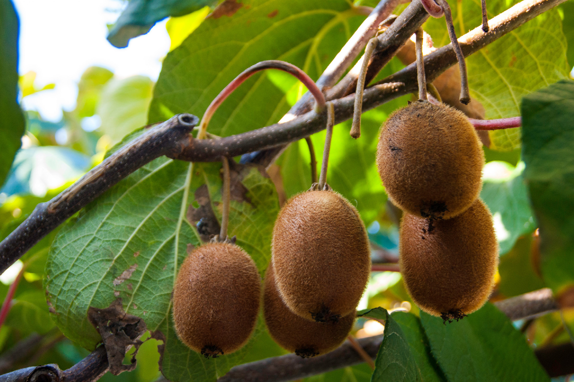 Kiwi fruits on a tree