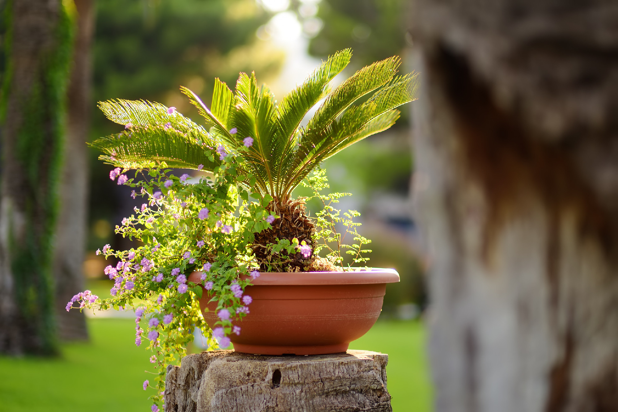 Urban landscape design on the street of small mediterranean town. Decorative palm tree on the street in Dubrovnik, Croatia.
